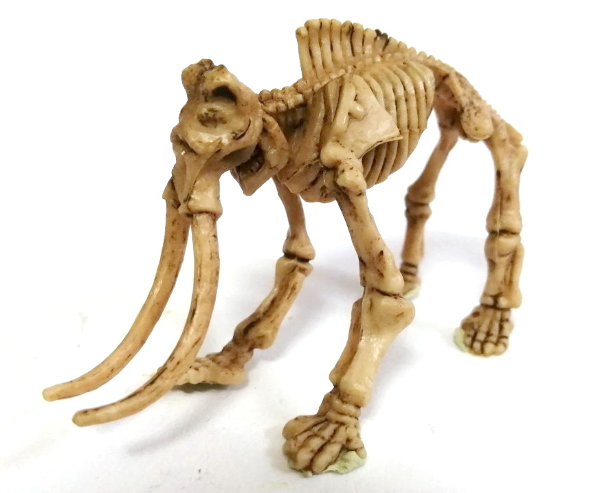 ตุ๊กตายางโครงกระดูกไดโนเสาร์ เป็นงานไขตู้แคปซูล ขายพร้อมกันสองแบบ 1.โครงกระดูกช้างแมมมอส และ 2.อแนทธอซอรัส เป็นยางยืดหนุ่นได้ ไม่ต้องกลัวหัก ลงสีเหมือนฟอสซิลโครงกระดูก ขายคู่