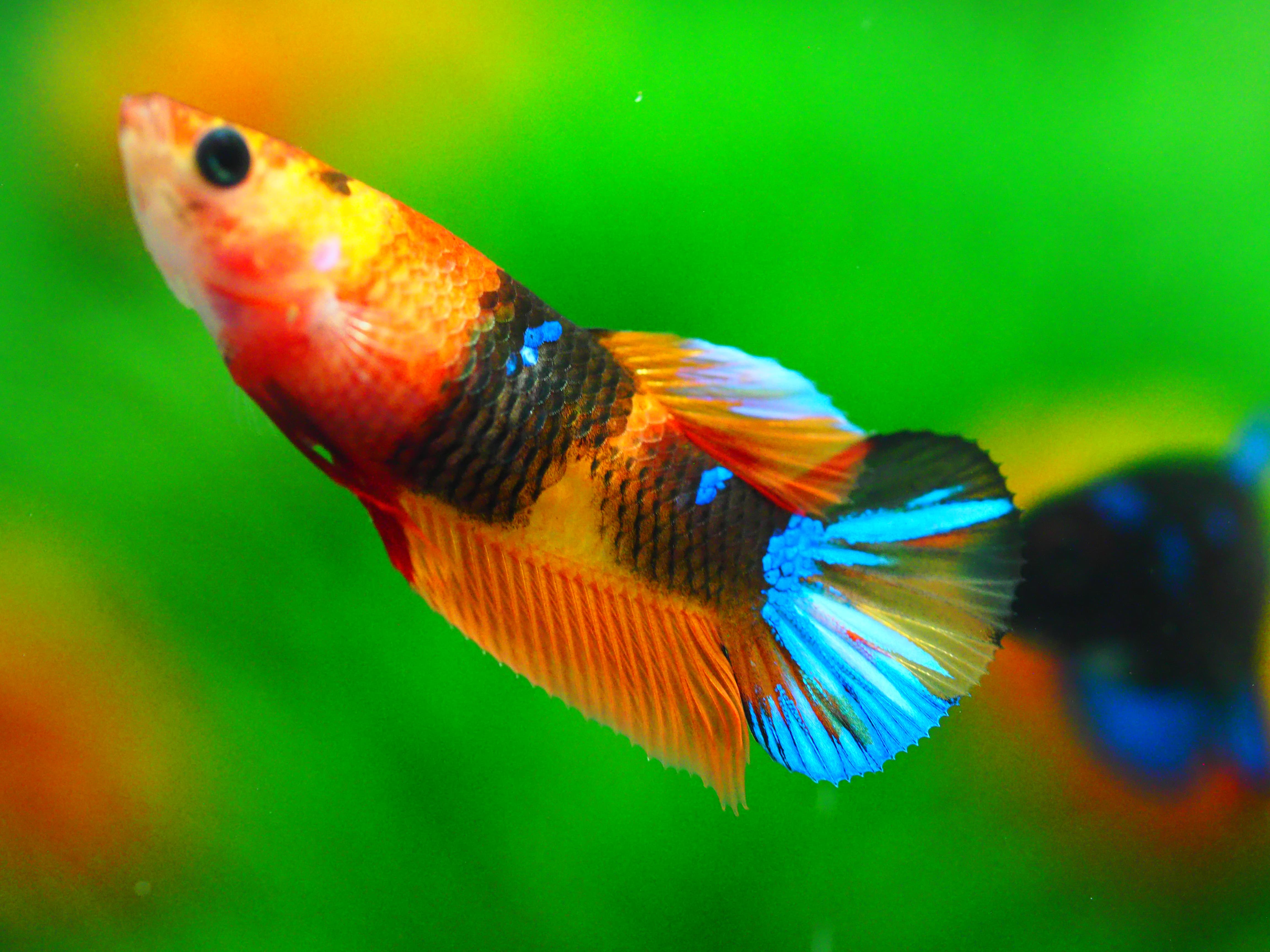 HMPK NEMO GALAXY FNMALE GRADE A +++