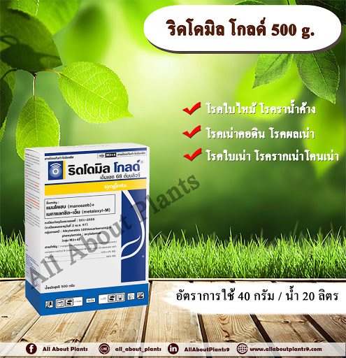 ริดโดมิล โกลด์ 500g. แมนโคเซบ+เมทาแลกซิล-เอ็ม สารกำจัดโรคใบไหม้ โรคราน้ำค้างโรคเน่าคอดิน รากเน่า รากดำ โรคพืช เชื้อรา allaboutplants ชิ้น