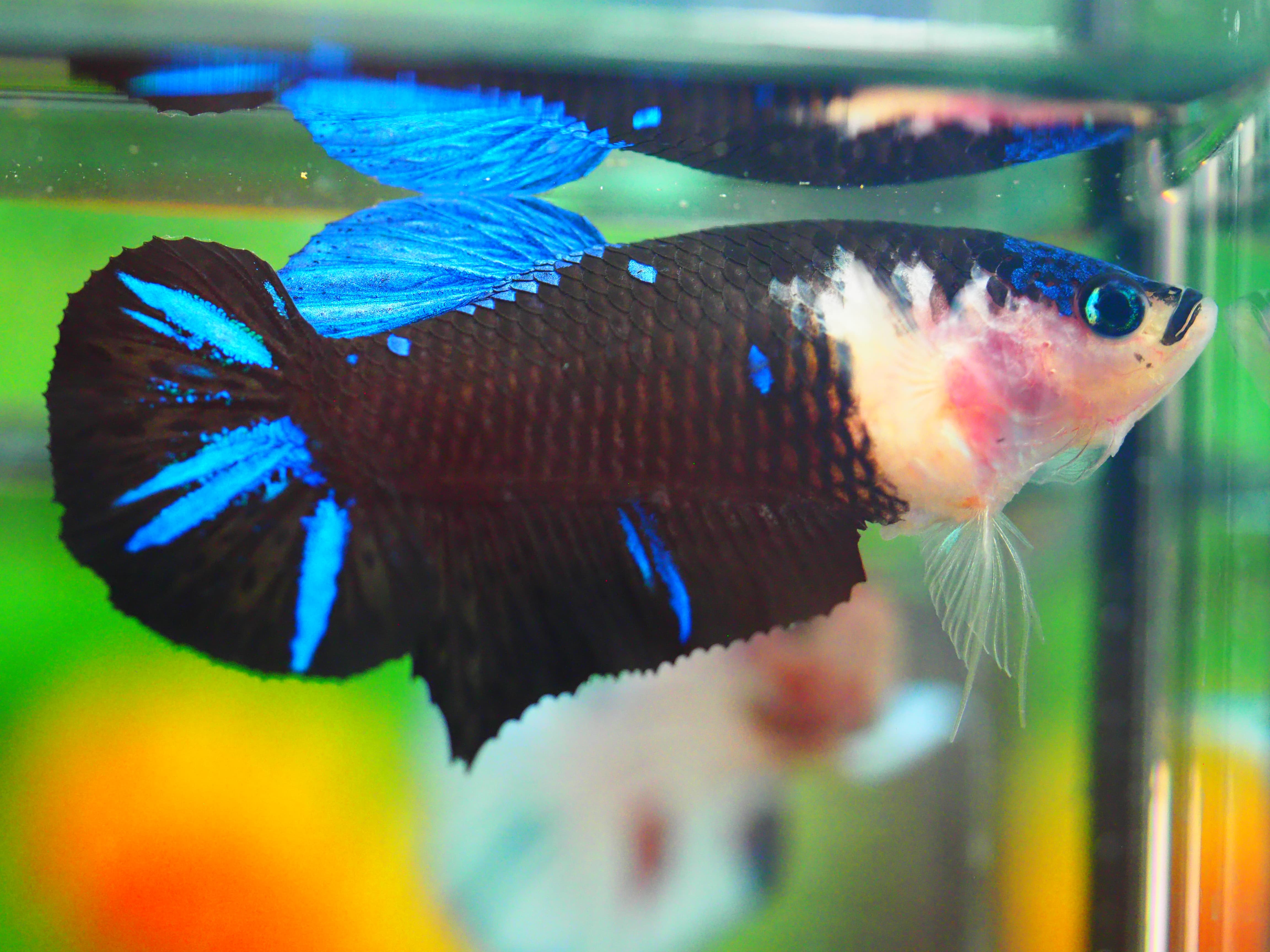 HMPK KOI GALAXY FNMALE GRADE A +++