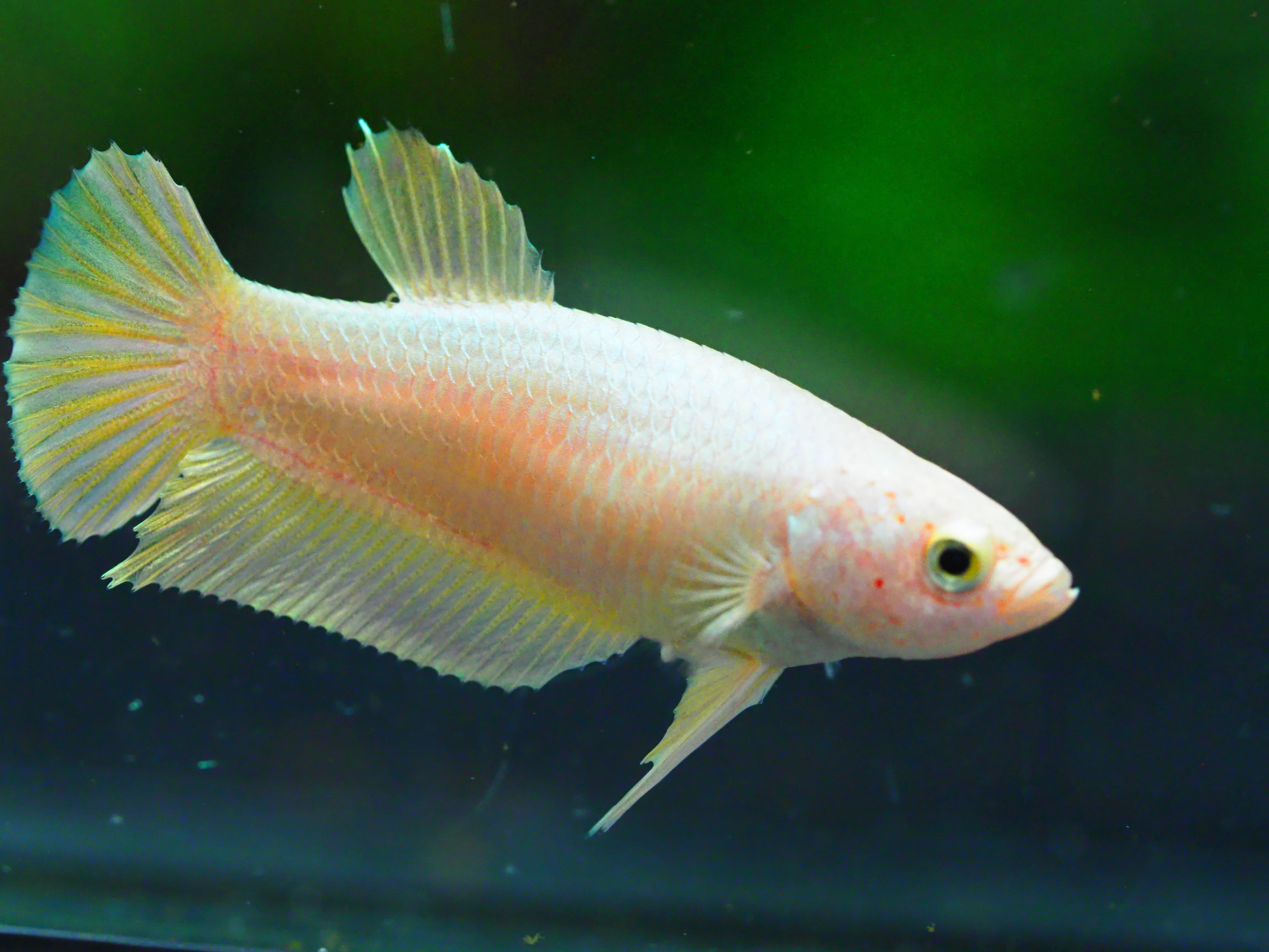 HMPK GOLD FNMALE GRADE A +++