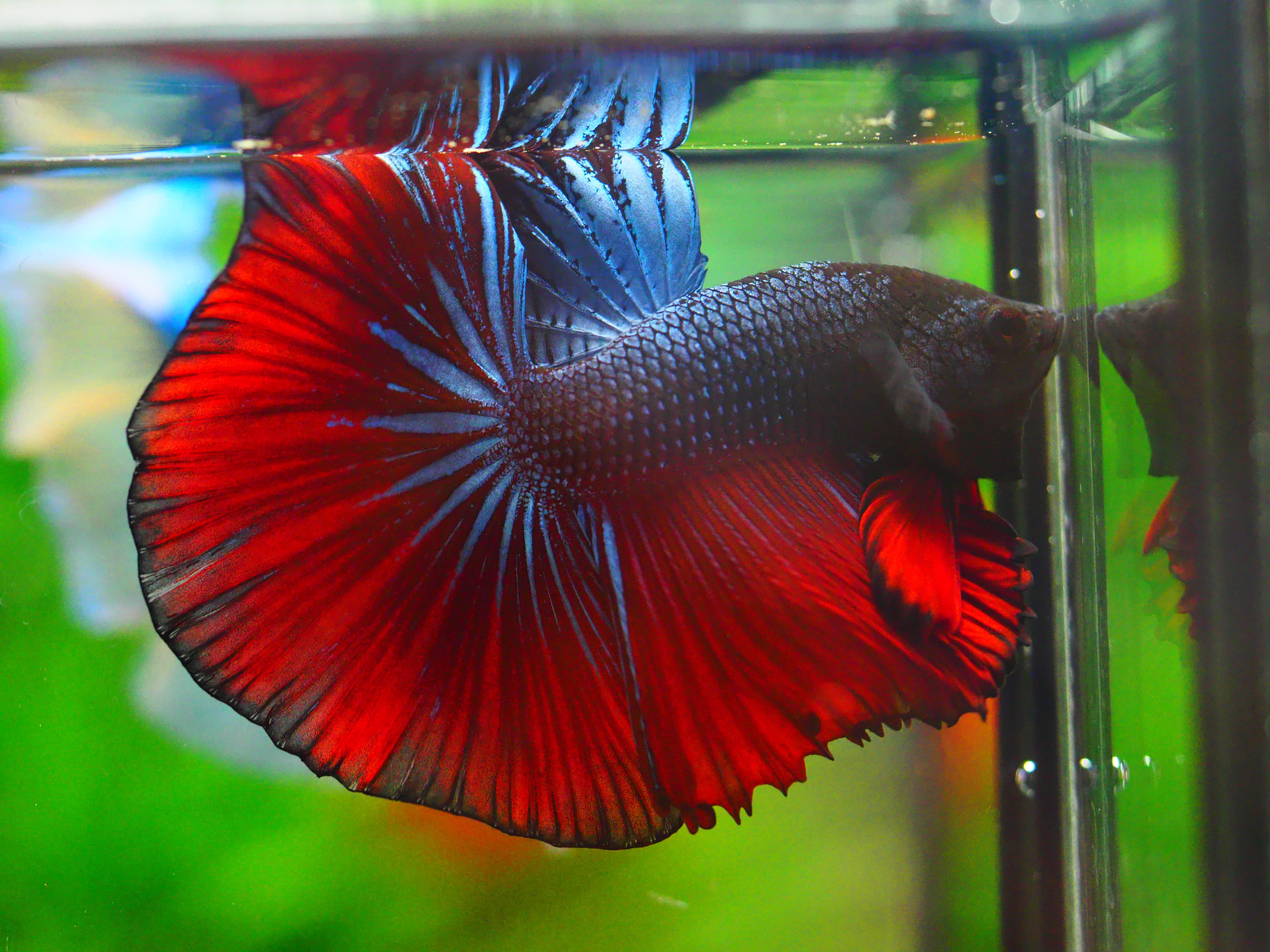 HM FANCY MALE GRADE A +++