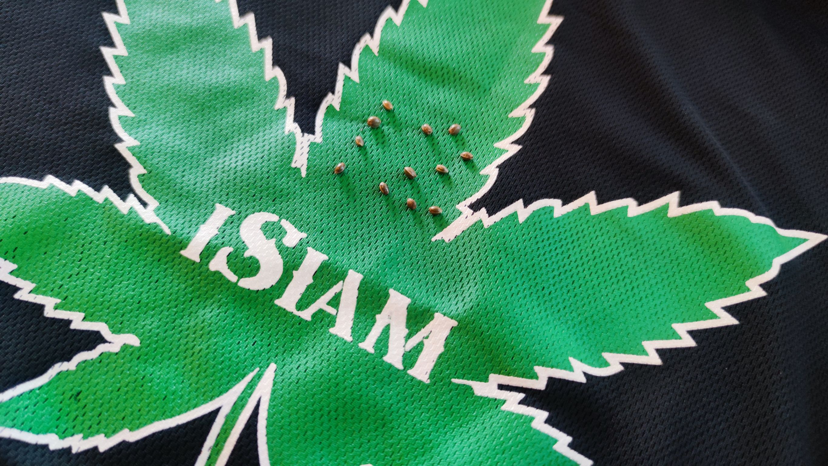 เมล็ดกัญชา เกริงกระเวีย พันธุ์แท้ ออแกนิค ไอสยาม !โปรดระวังของปลอม!