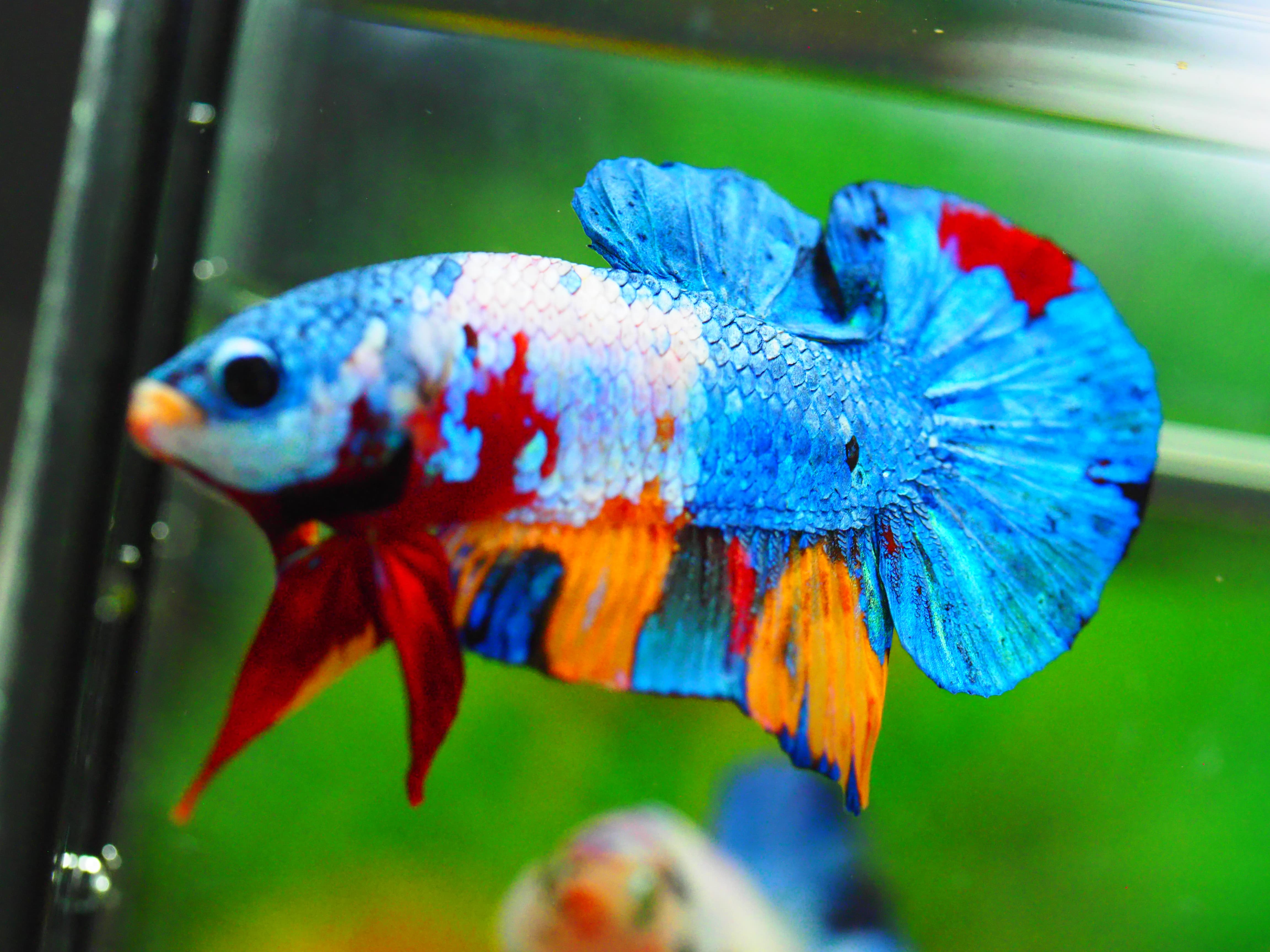 HMPK KOI GALAXY MALE GRADE A +++