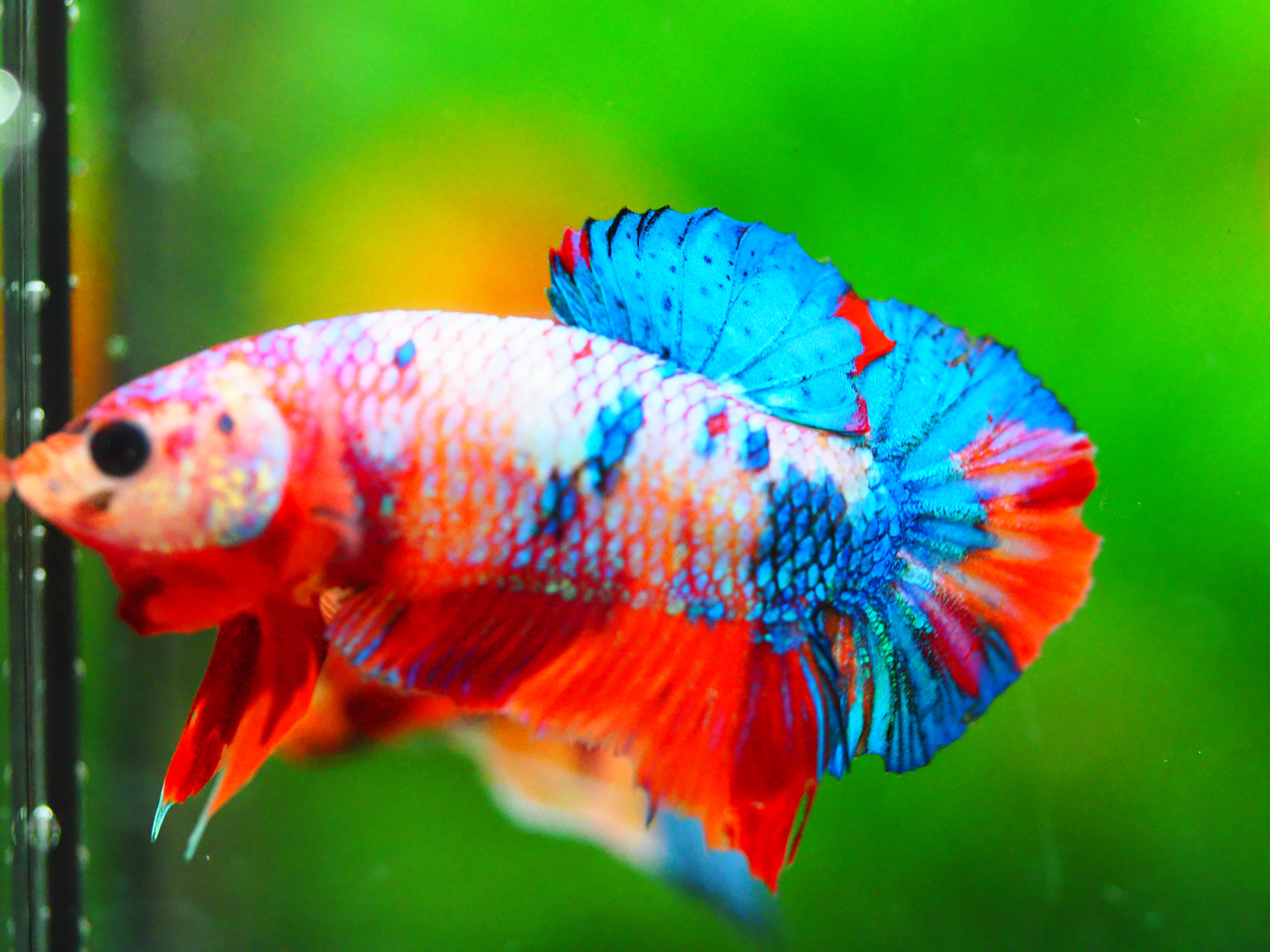 HMPK NEMO GALAXY MALE GRADE A +++