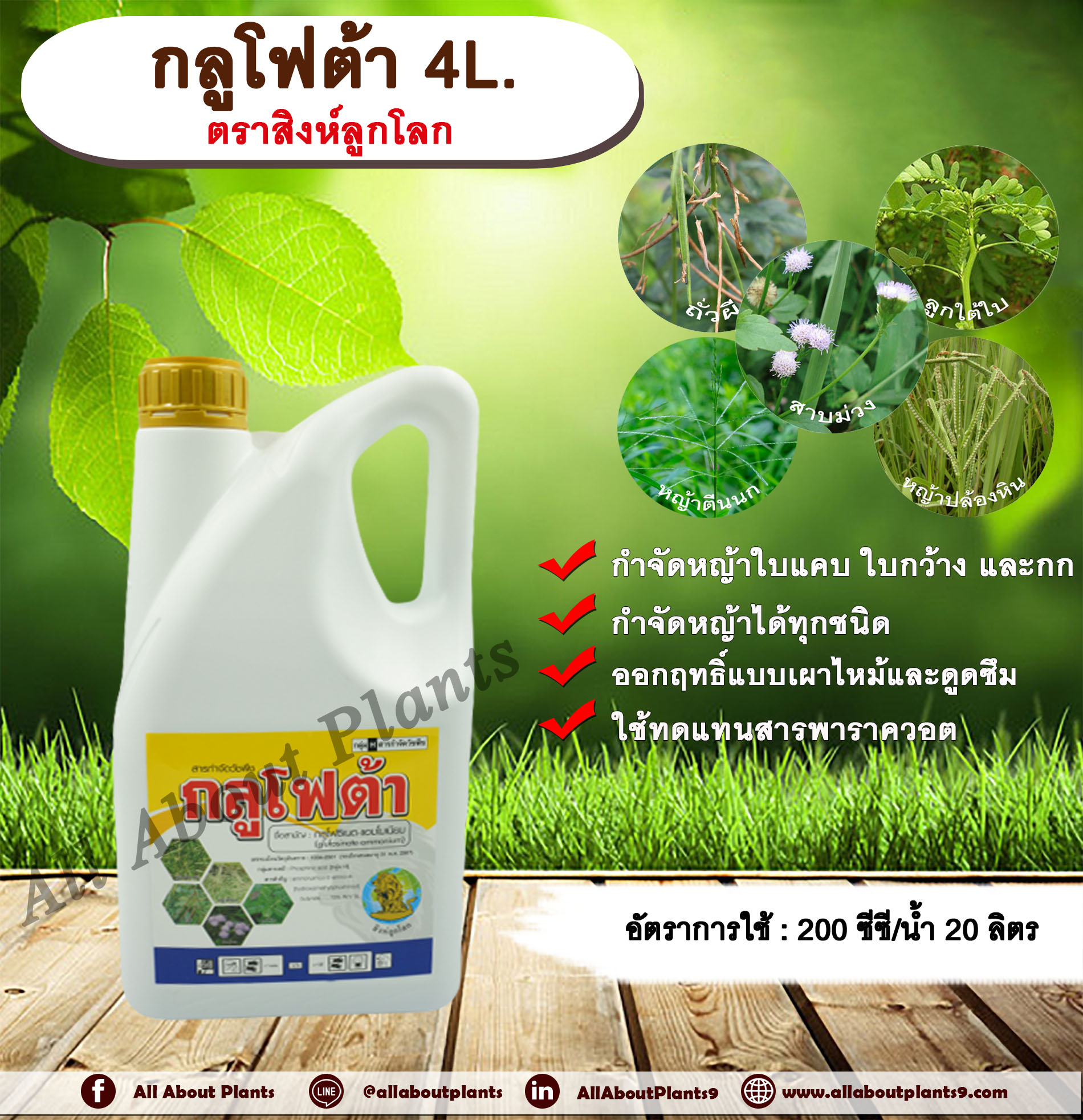กลูโฟต้า 4L. ตราสิงห์ลูกโลก กลูโฟซิเนตแอมโมเนียม สารกำจัดวัชพืช กำจัดหญ้าใบแคบ ใบกว้าง กก หญ้าทุกชนิด allaboutplants ชิ้น