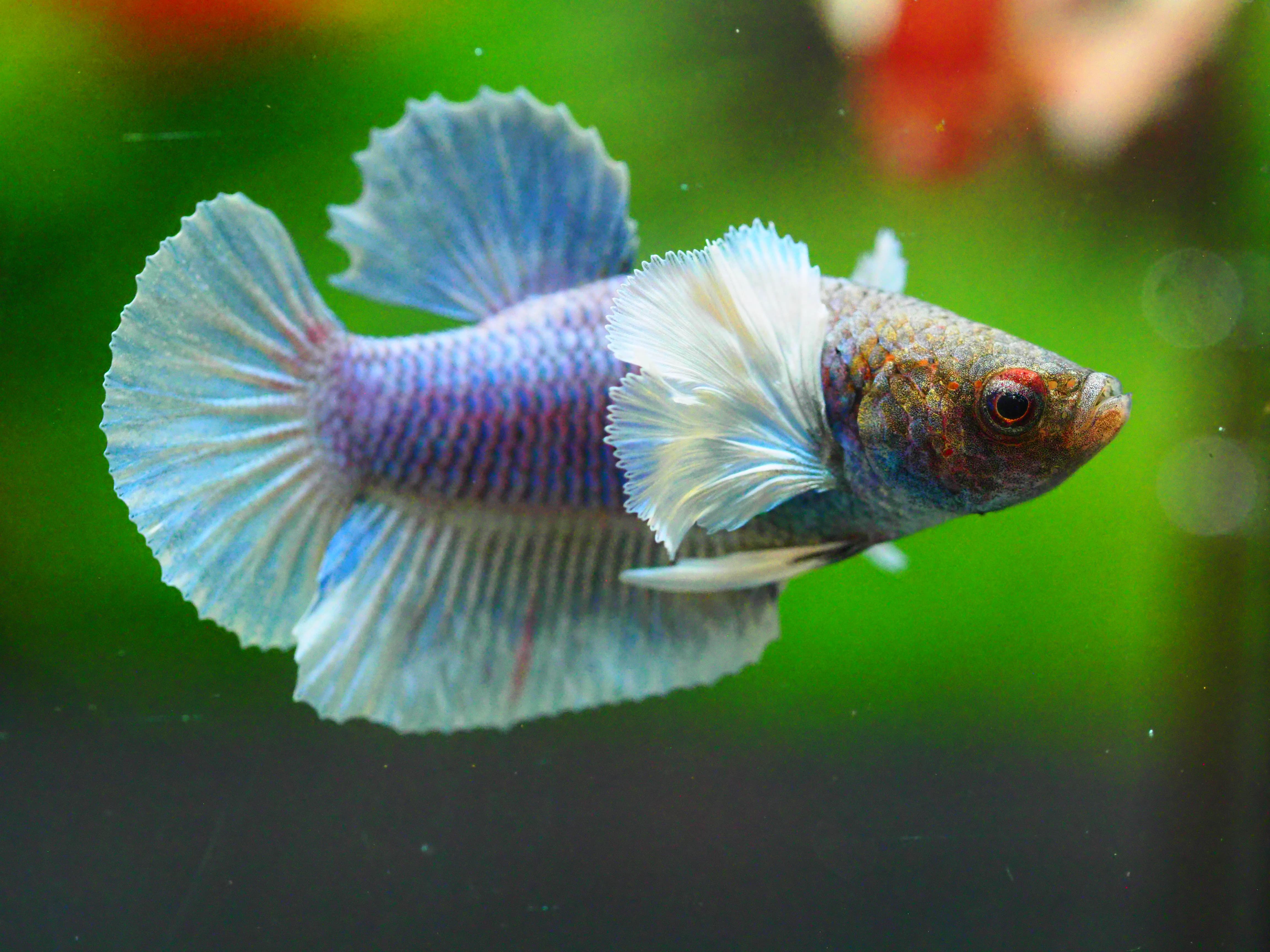 HMPK DUMBO MALE GRADE A +++