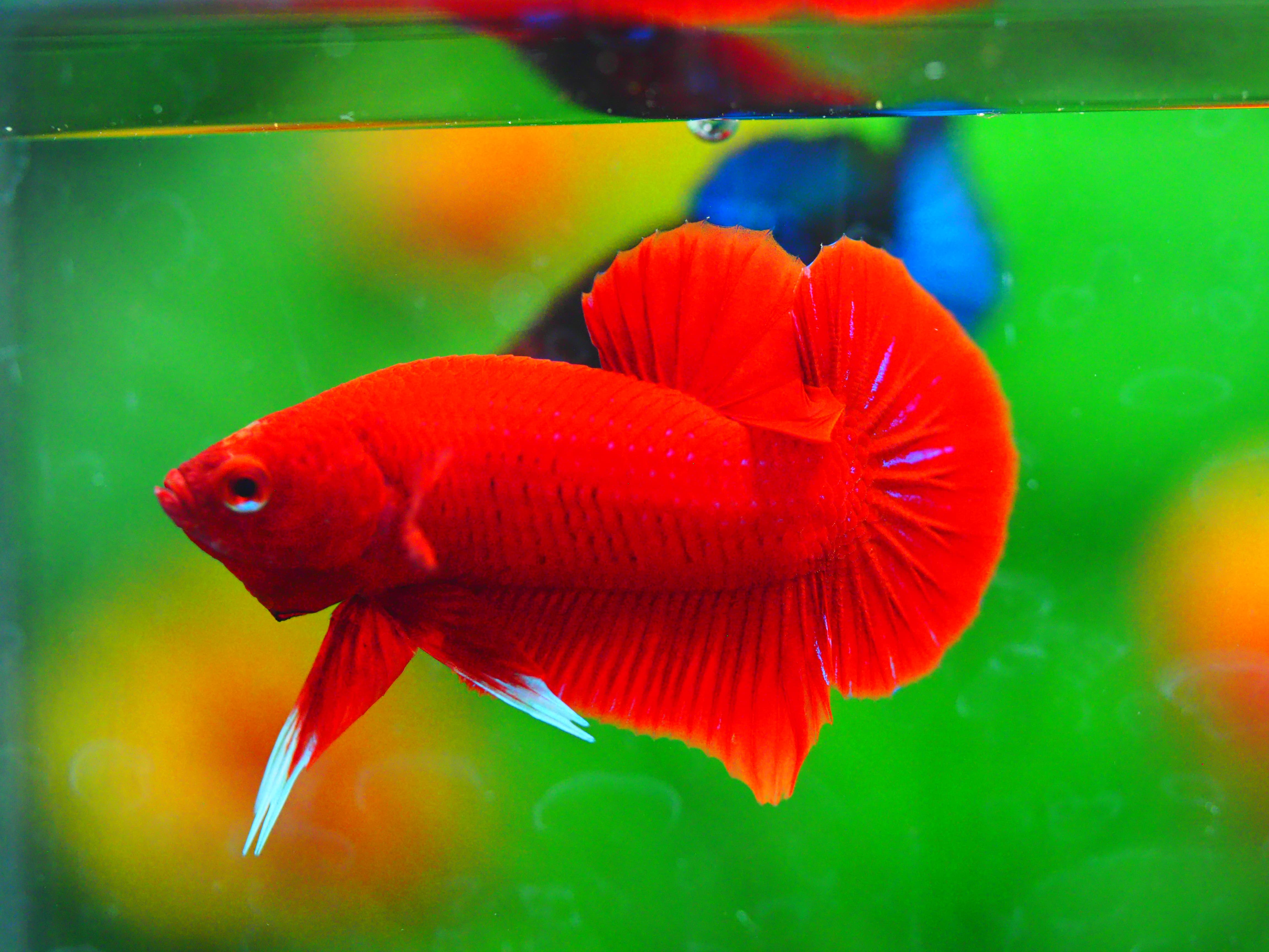 HMPK RED MALE GRADE A +++