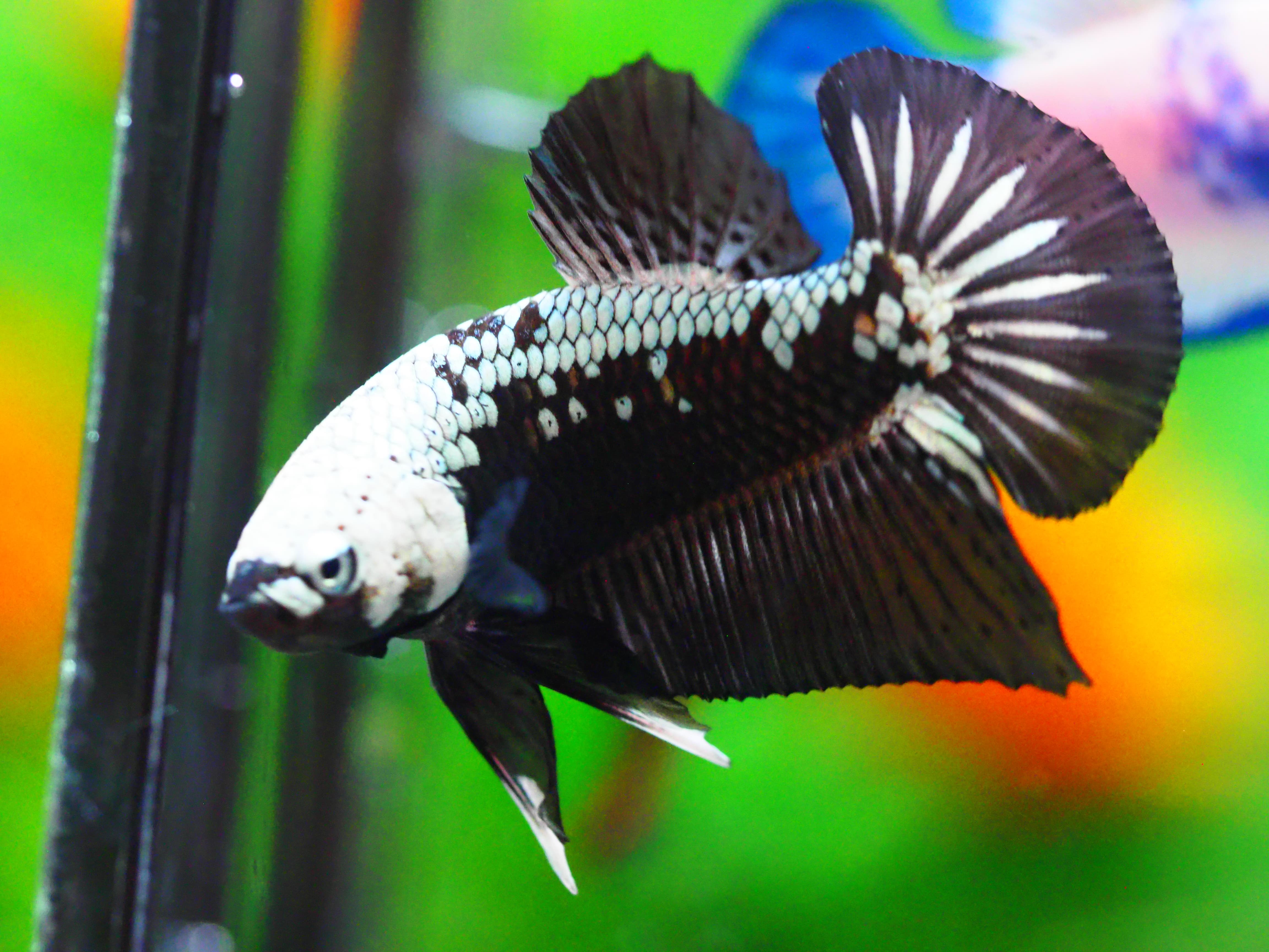 HMPK BLACK DRAGON MALE GRADE A +++