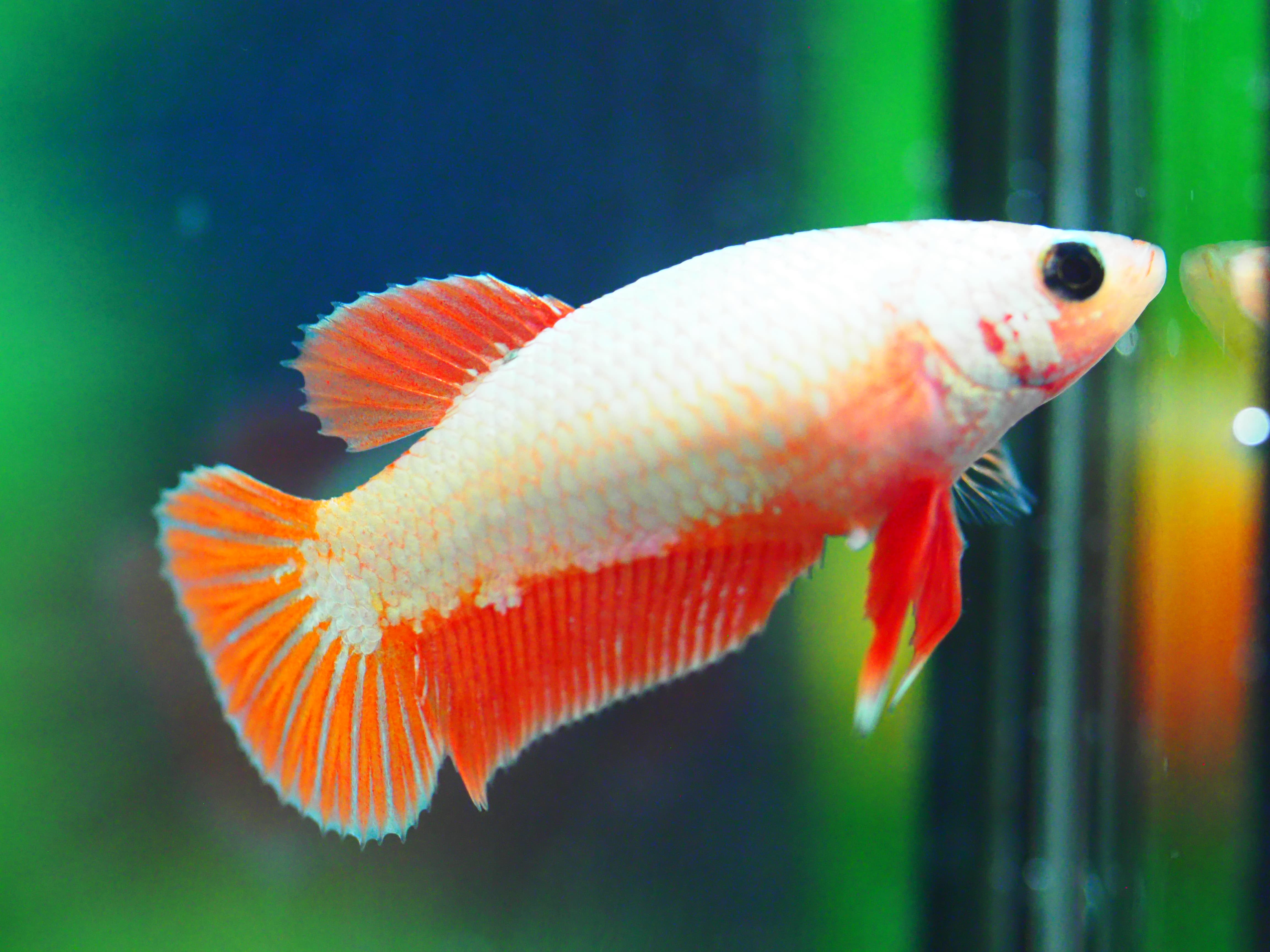 HMPK COPPER FNMALE GRADE A +++