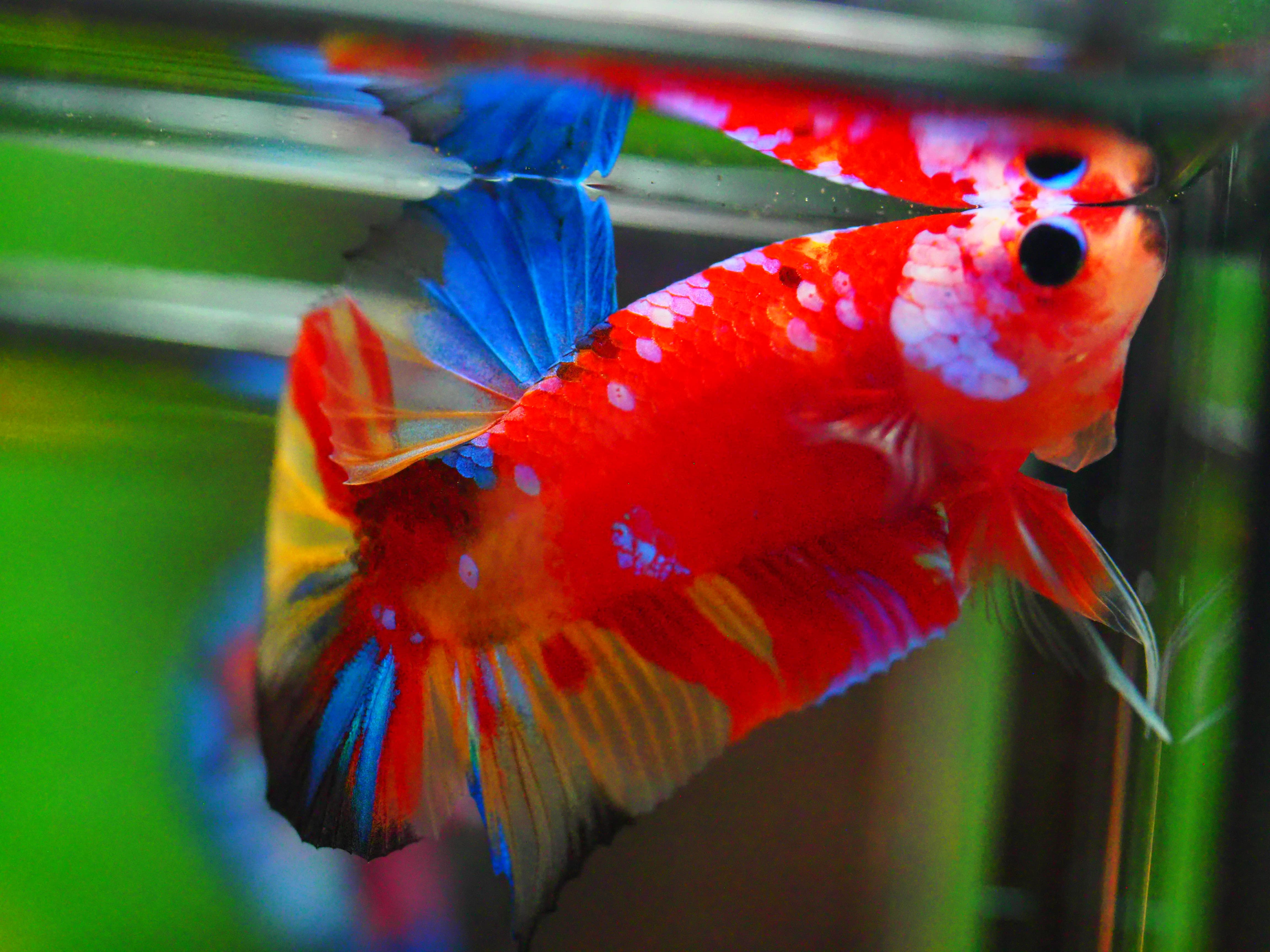 HMPK NEMO GALAXY MALE GRADE A +++