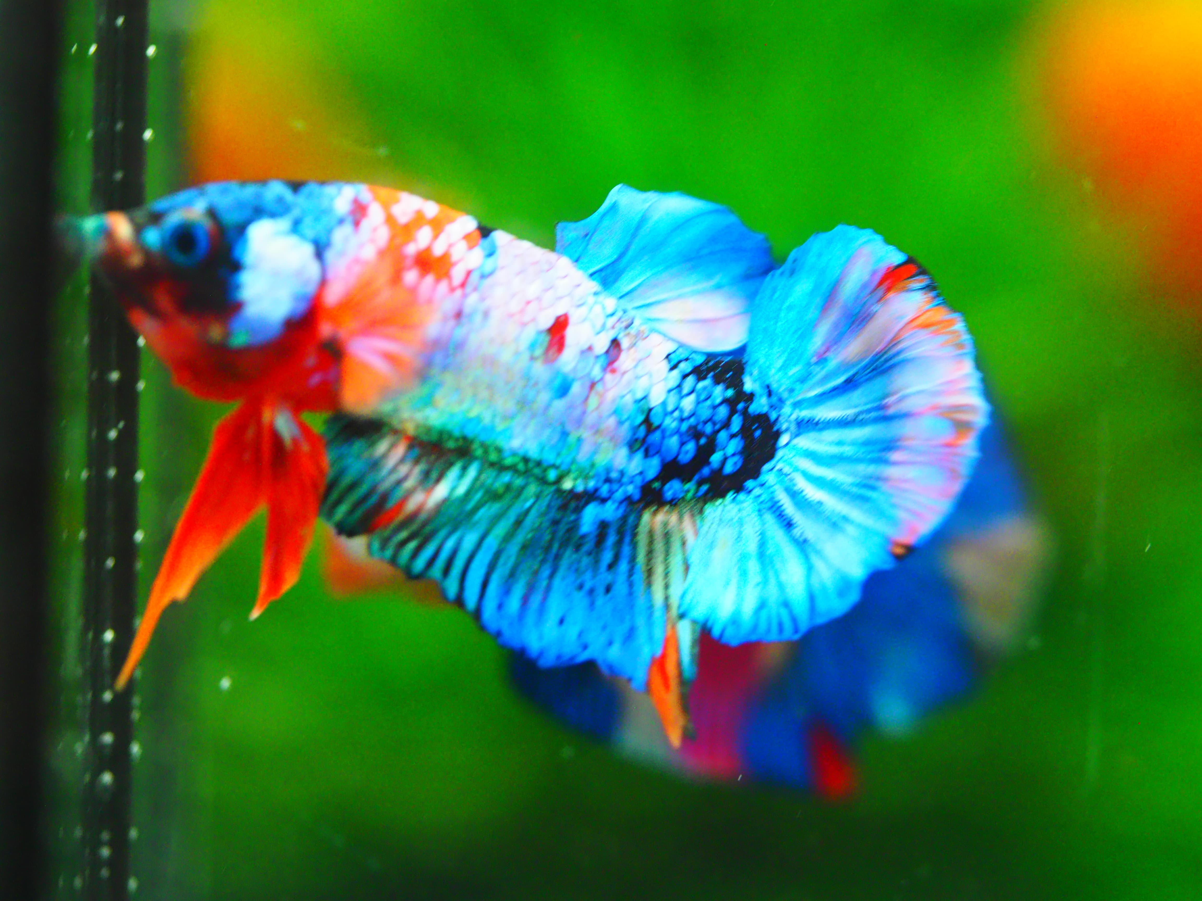HMPK KOI GALAXY MALE GRADE A +++