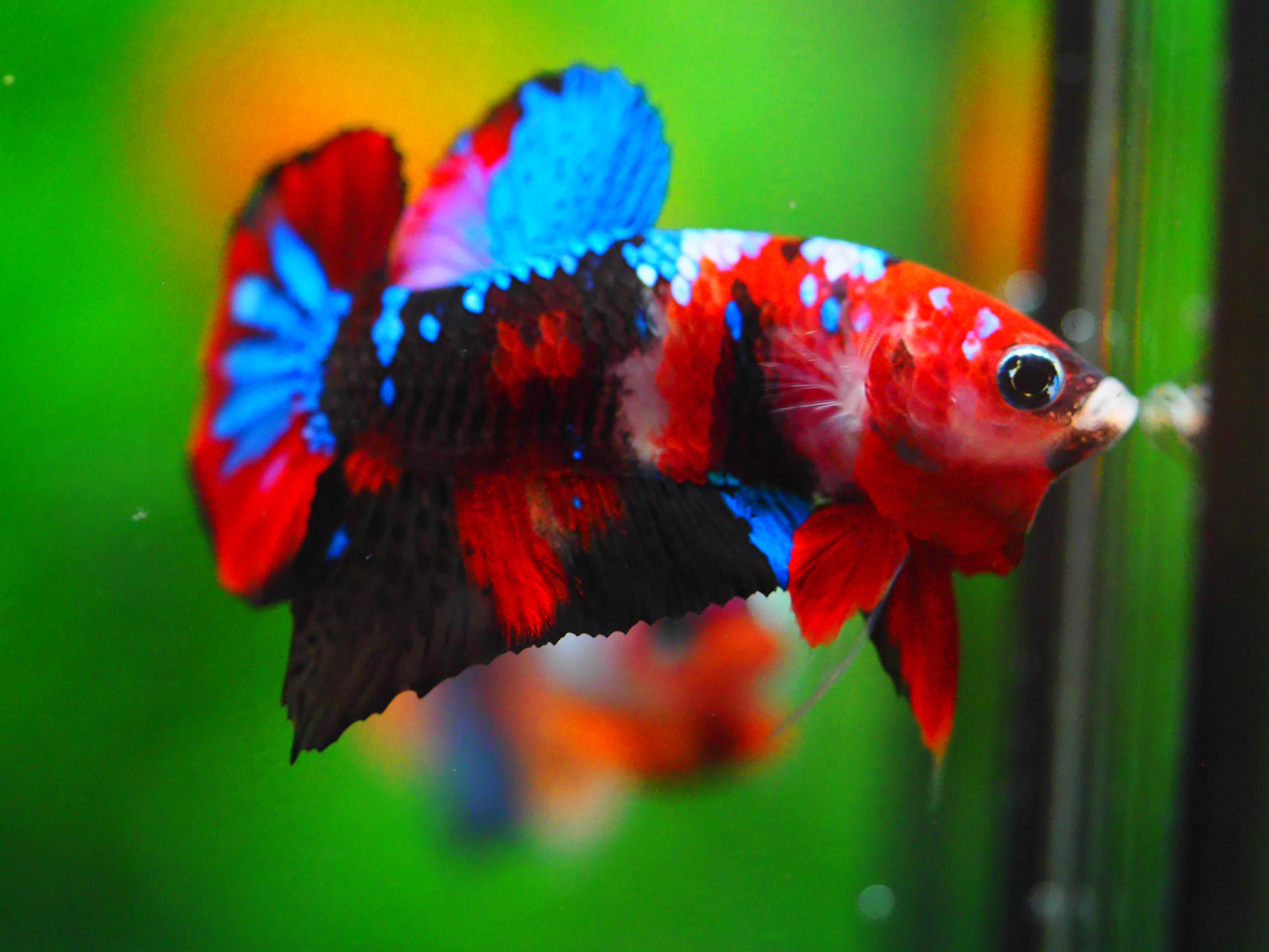 HMPK KOI GALAXY MALE GRADE A +++