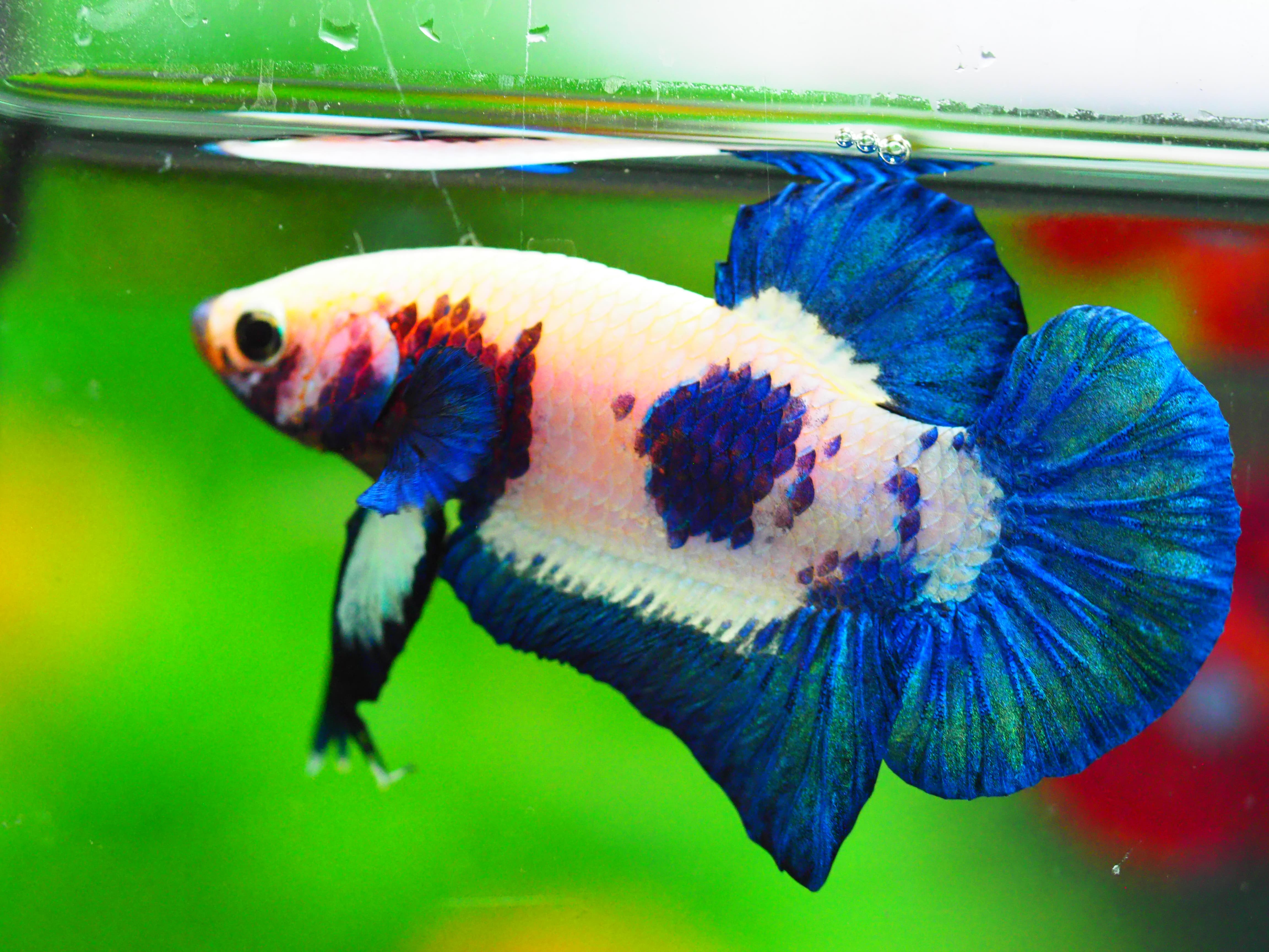 HMPK FANCY MALE GRADE A +++