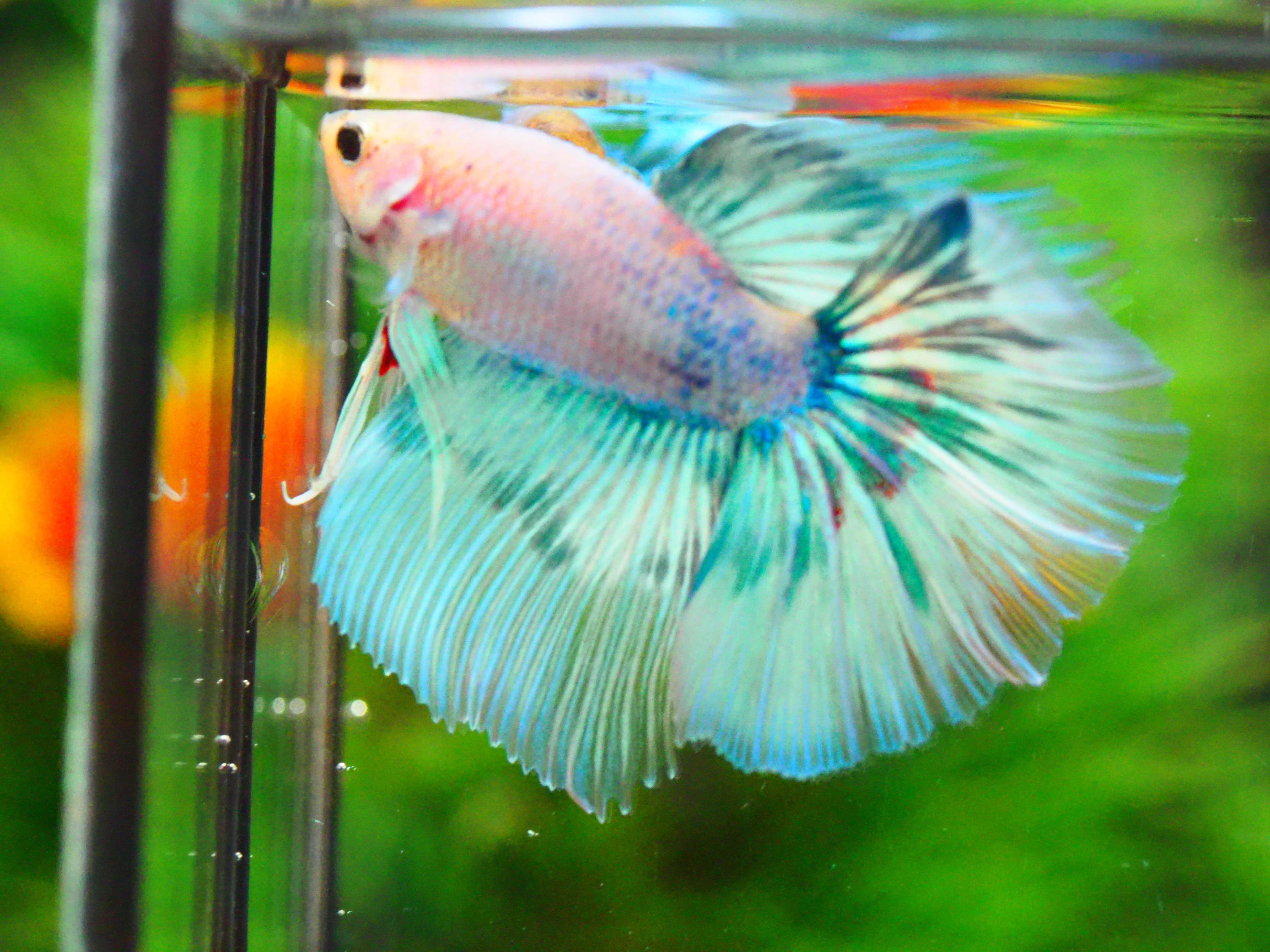 HM FANCY MALE GRADE A +++