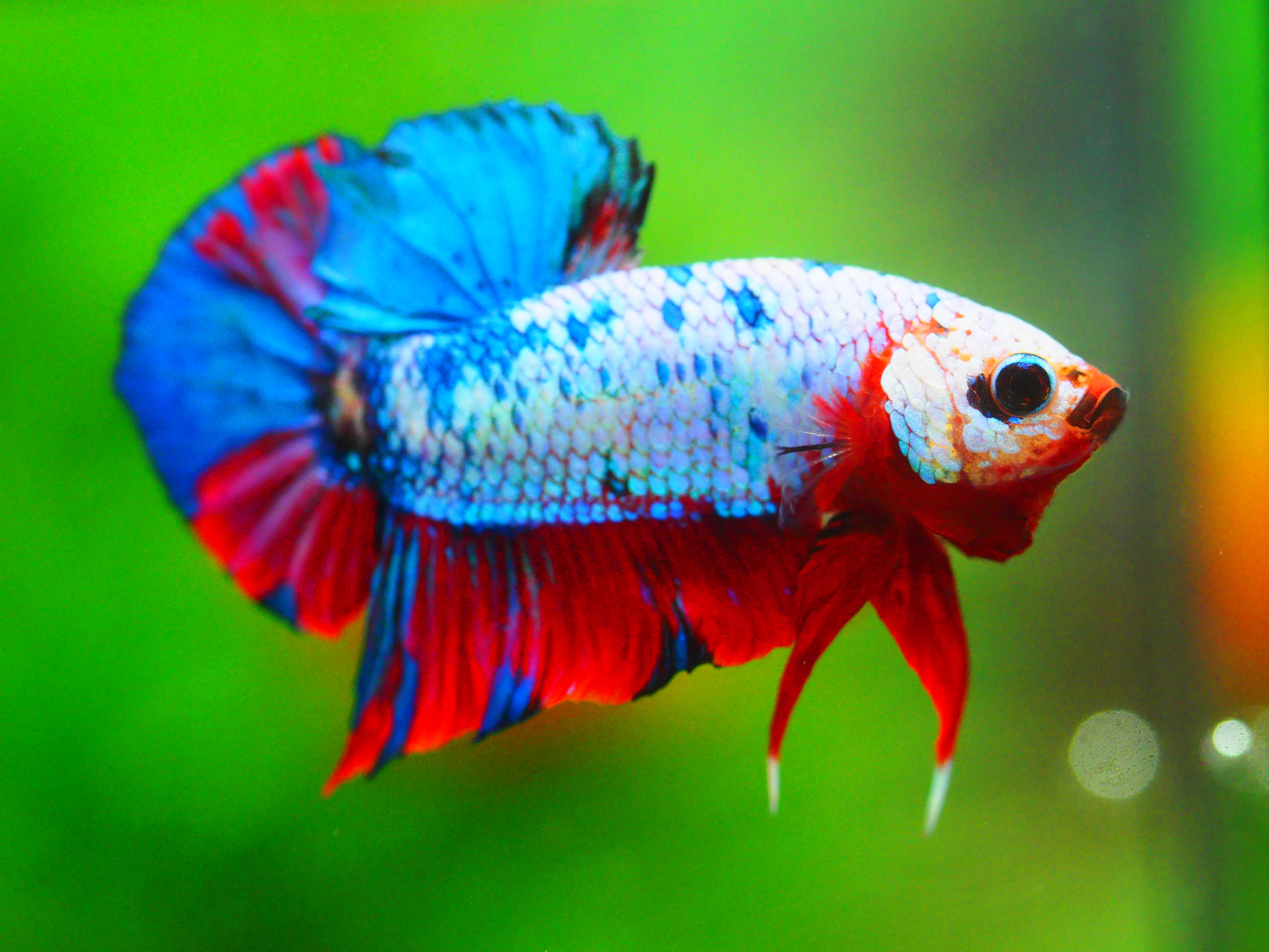 HMPK KOI GALAXY MALE GRADE A +++