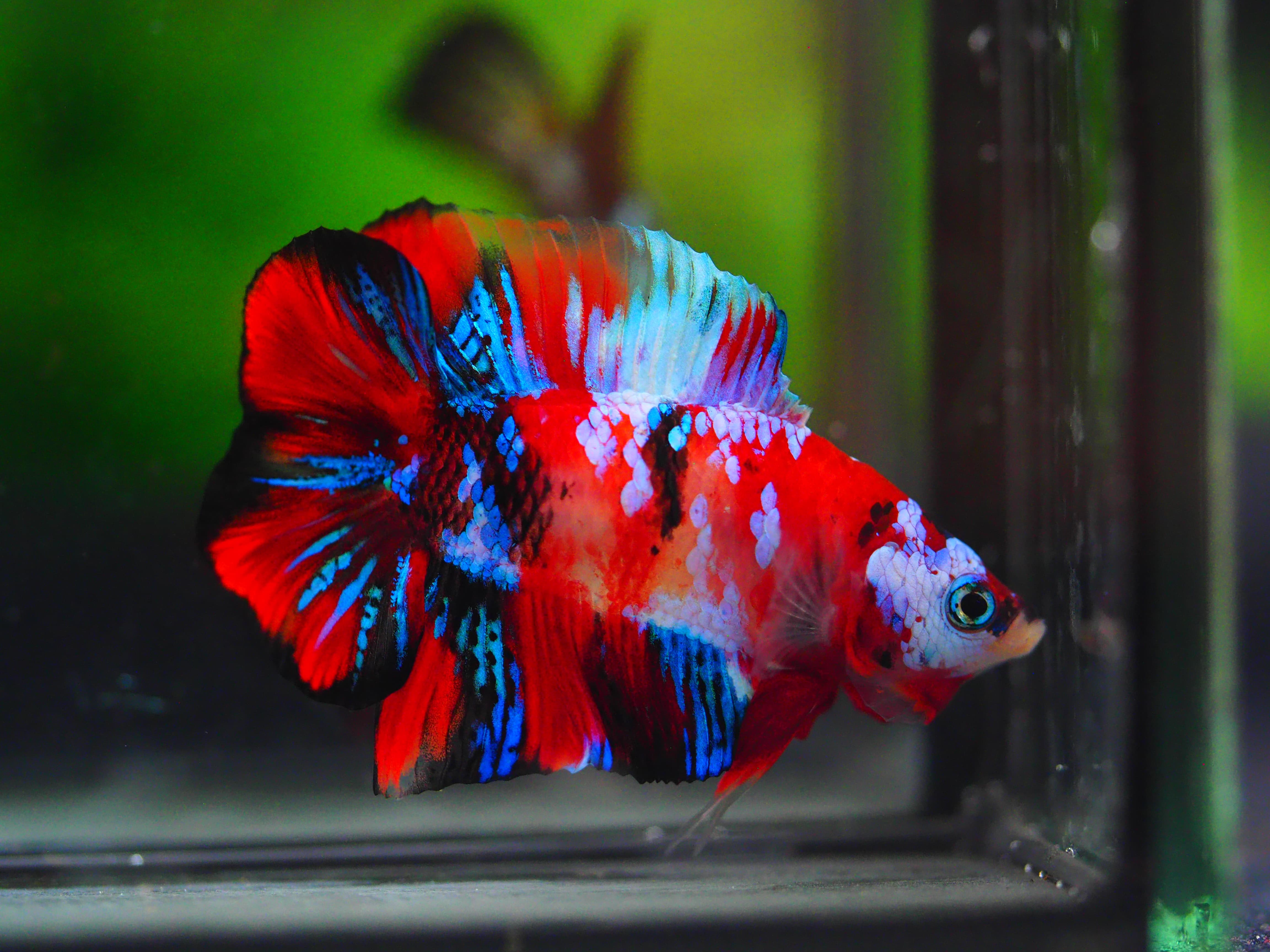 DT KOI GALAXY MALE GRADE A++