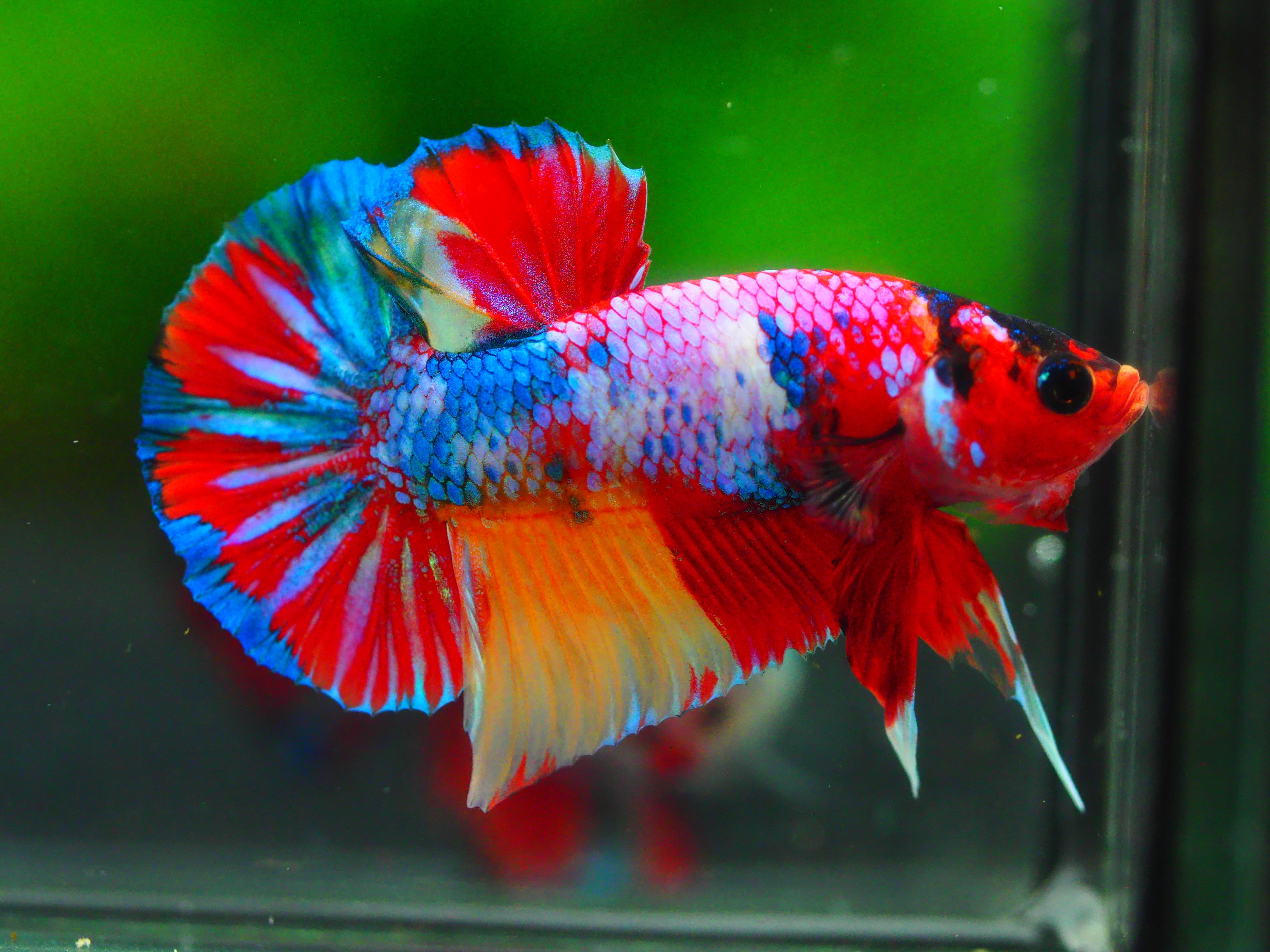 HMPK CANDY MALE GRADE A +++