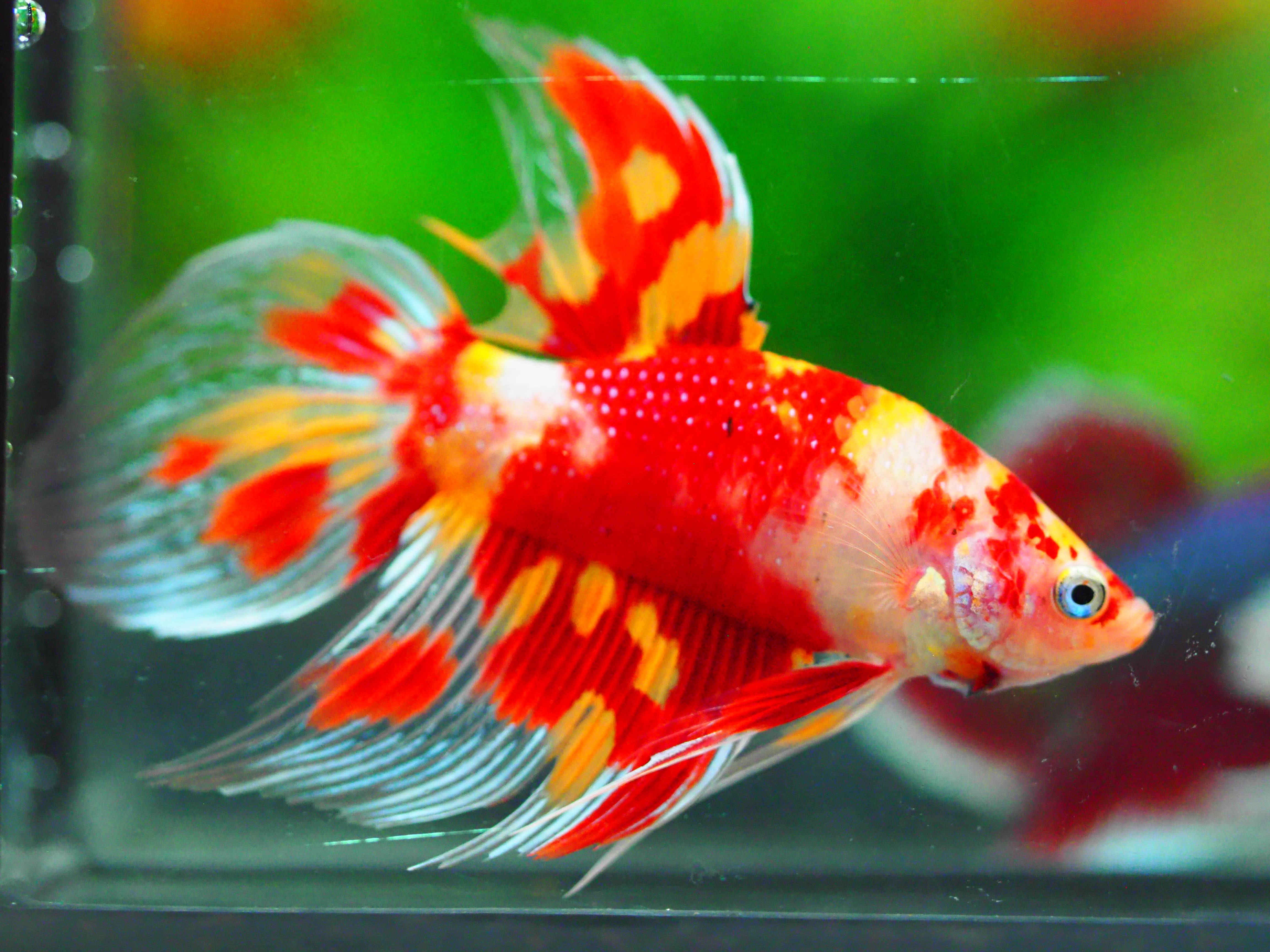 VT NEMO MALE GRADE A +++