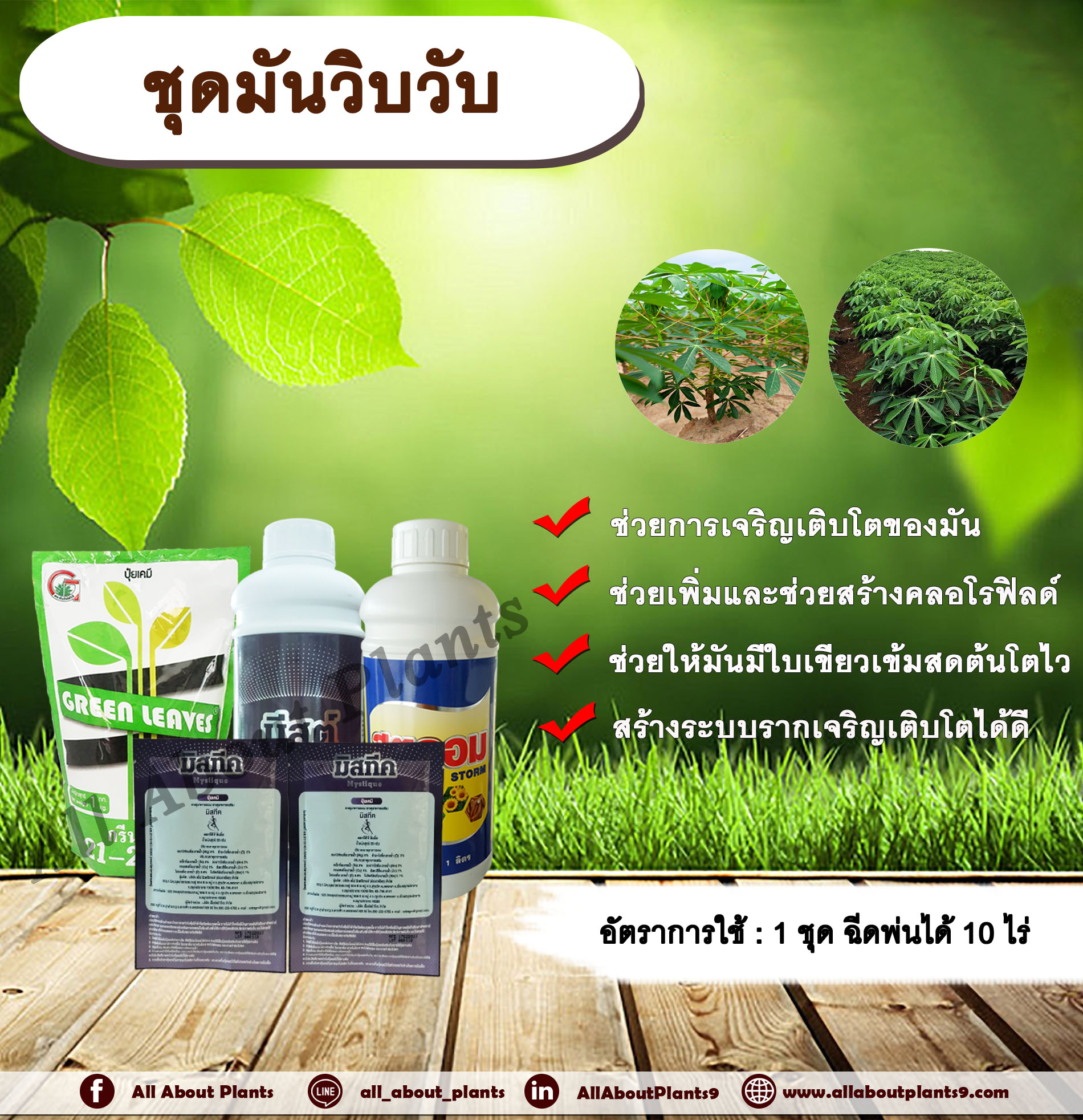 ชุดมันวิบวับ มันสำปะหลัง รากเยอะ โตไว ใบเขียวเข้ม มันหัวใหญ่ เร่งราก ขยายราก allaboutplants ชิ้น