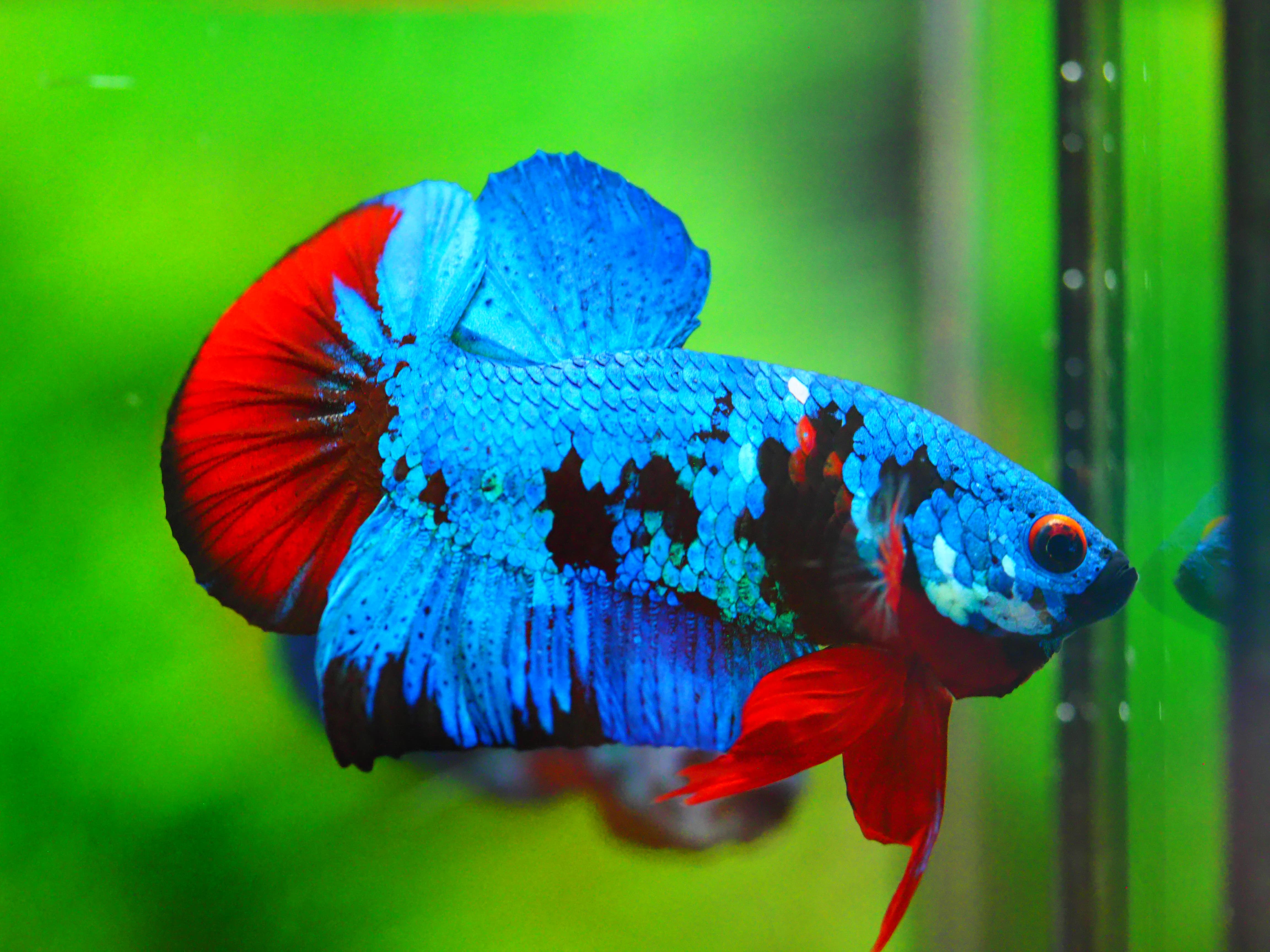 HMPK KOI GALAXY MALE GRADE A +++