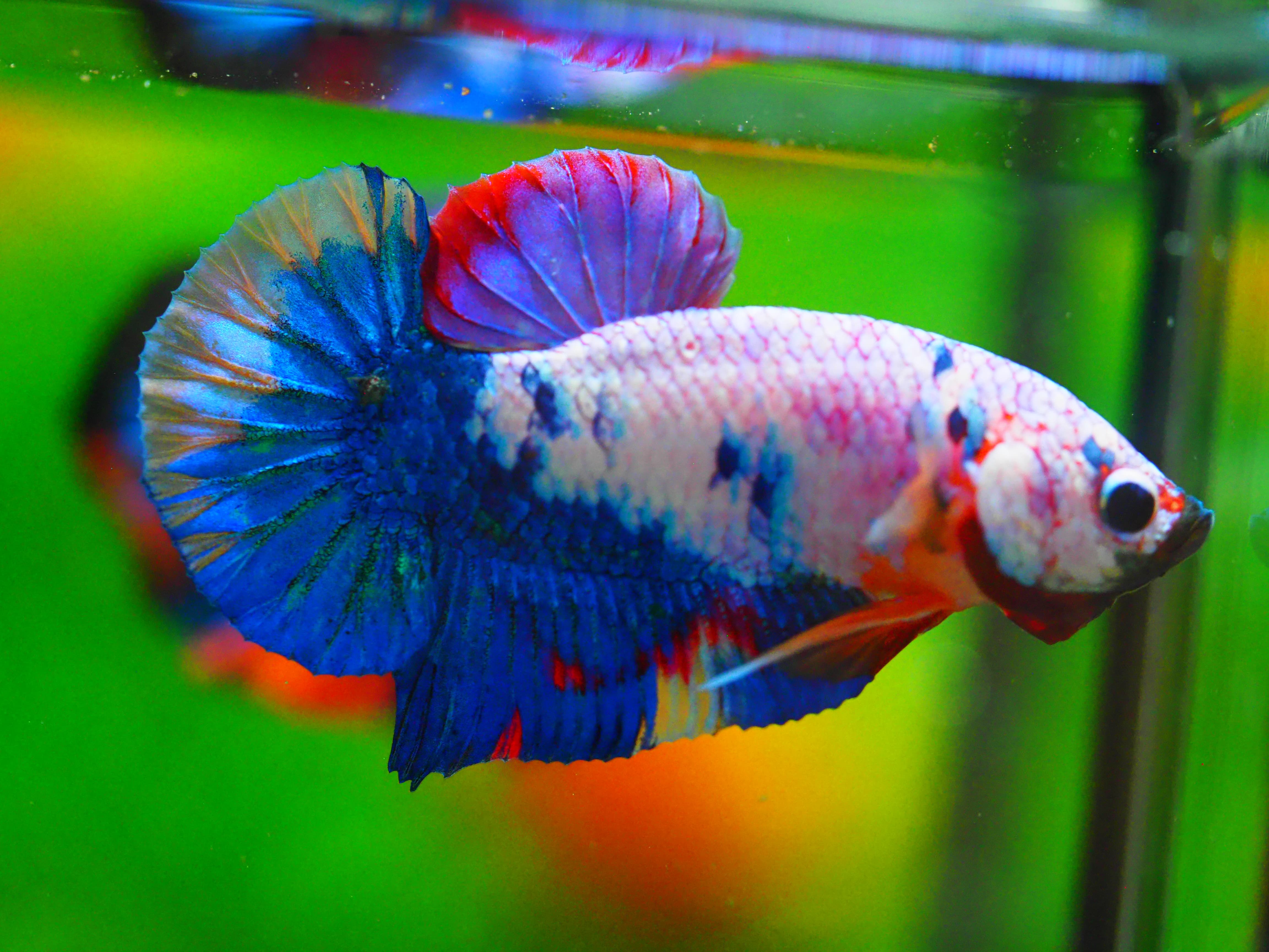HMPK KOI FANCY MALE GRADE A +++