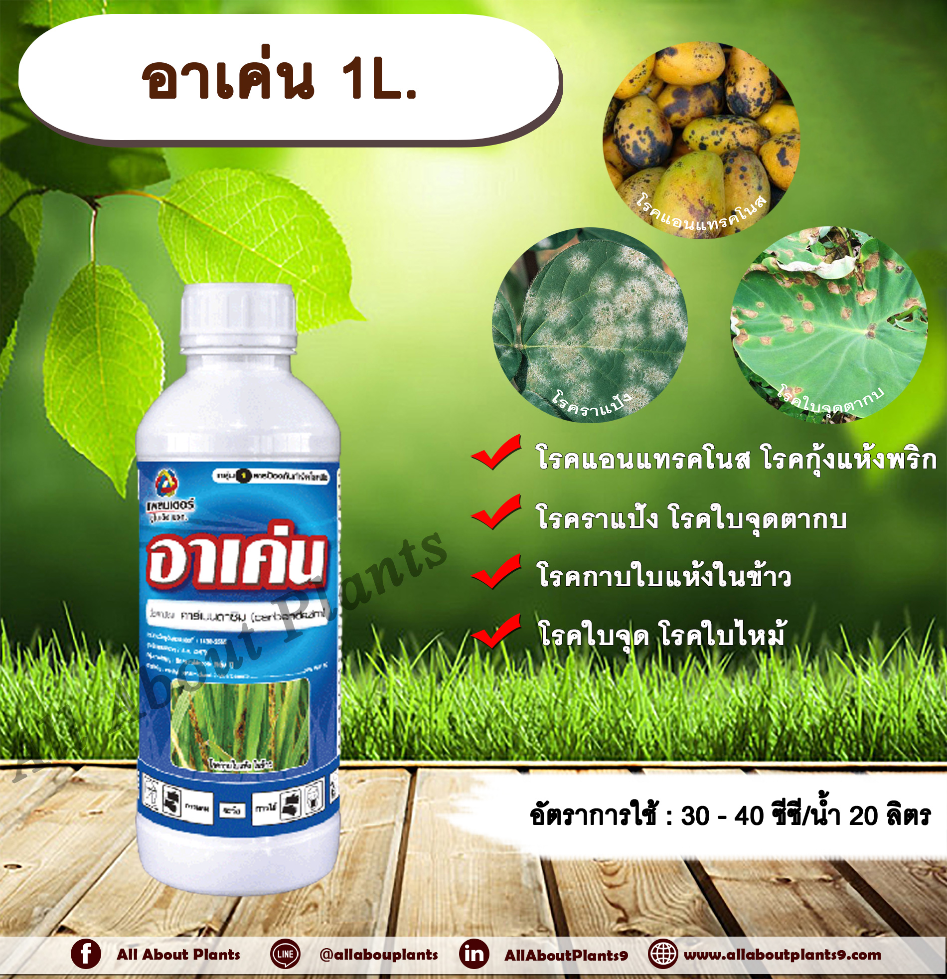 อาเค่น 1L. คาร์เบนดาซิม สารป้องกันและกำจัดเชื้อรา แบบดูดซึม โรคราแป้ง โรคแอนแทรกโนส โรคกุ้งแห้งพริก โรคใบไหม้ โรคใบจุด โรคใบจุดตากบ โรคกาบใบแห้งในข้าว โรคพืช เชื้อรา กำจัดโรคพืช allaboutplants ชิ้น