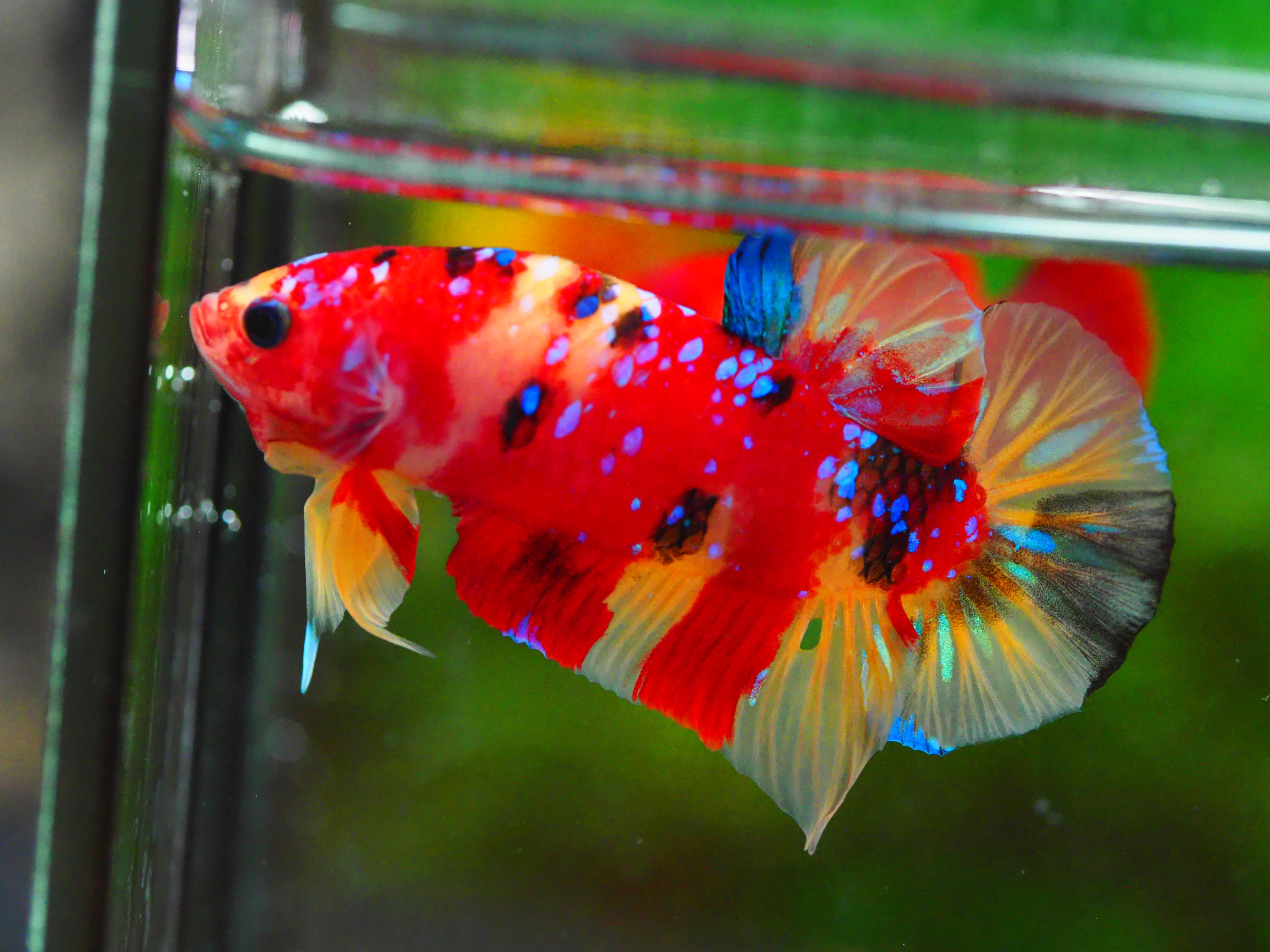 HMPK NEMO GALAXY MALE GRADE A +++