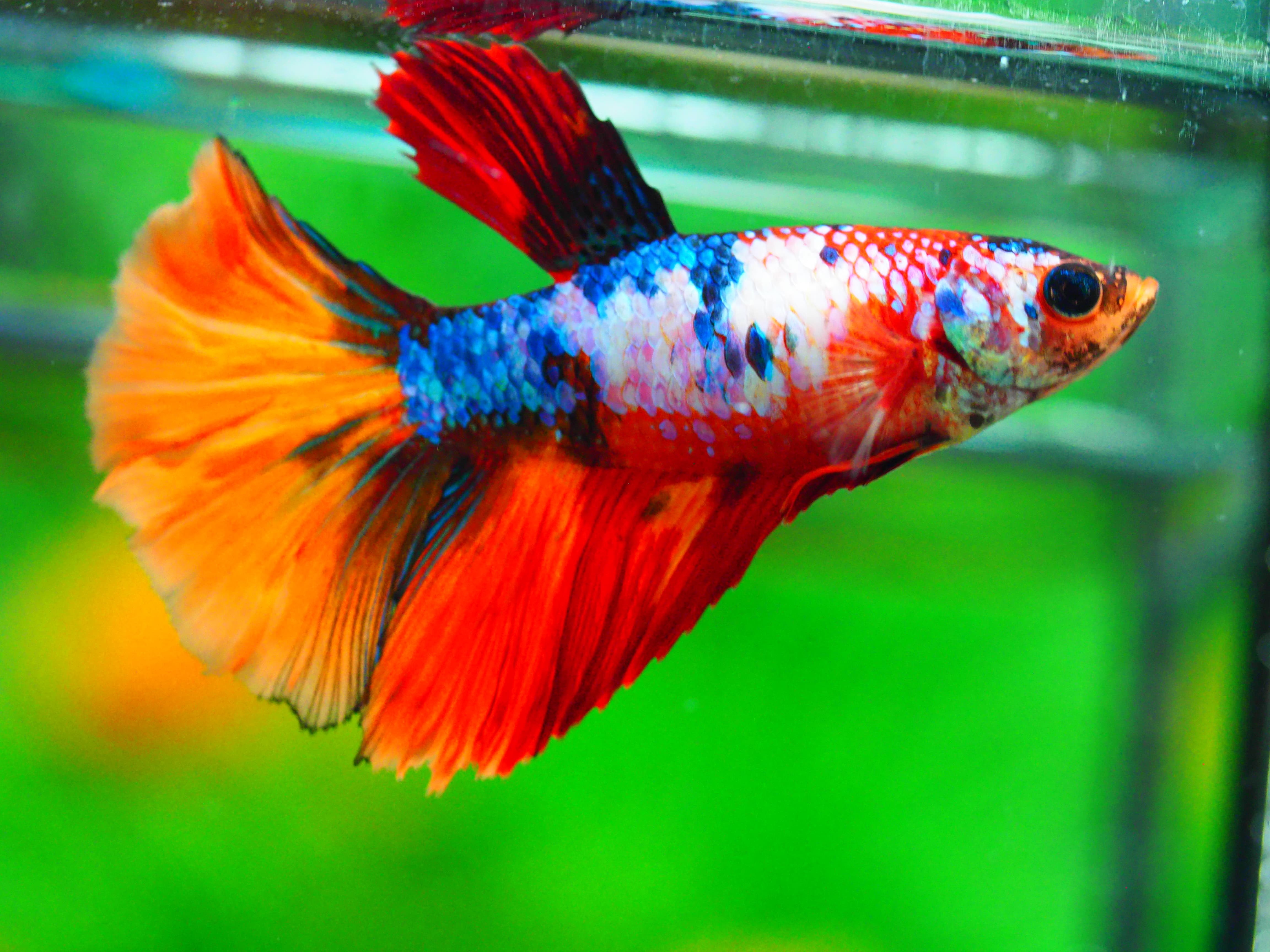 HM NEMO GALAXY FNMALE GRADE A +++