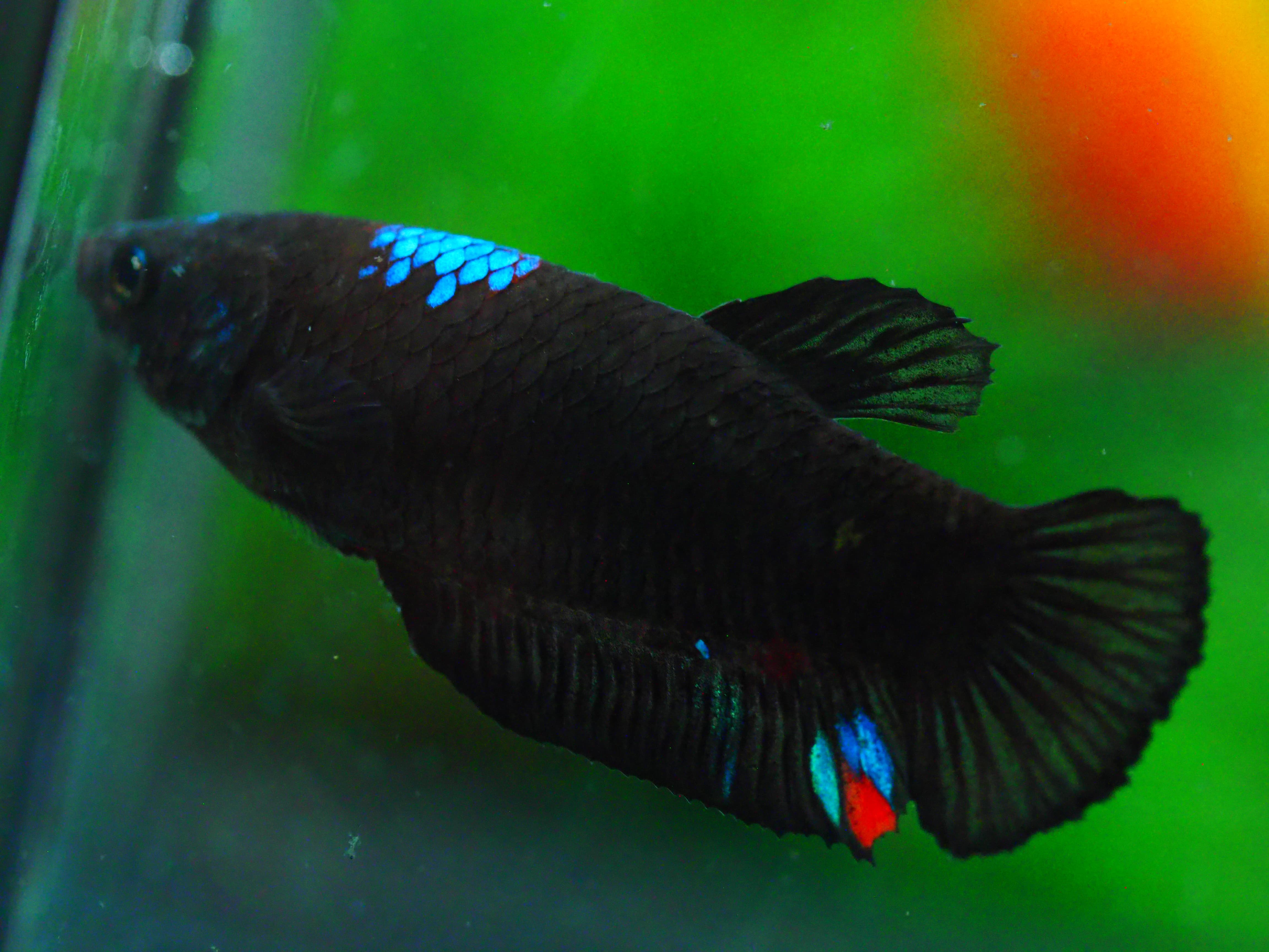 HMPK KOI GALAXY FNMALE GRADE A +++