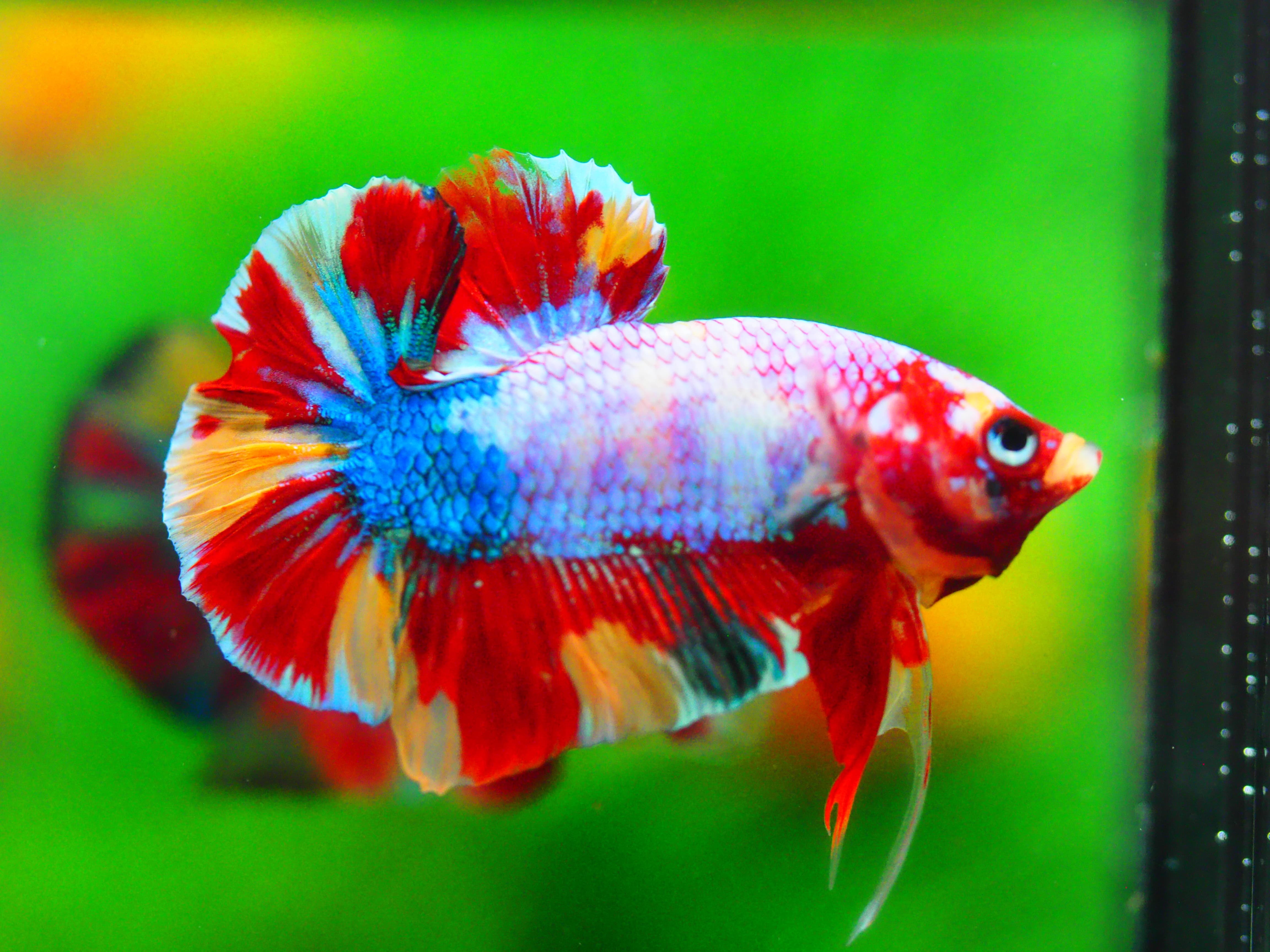 HMPK KOI GALAXY MALE GRADE A +++