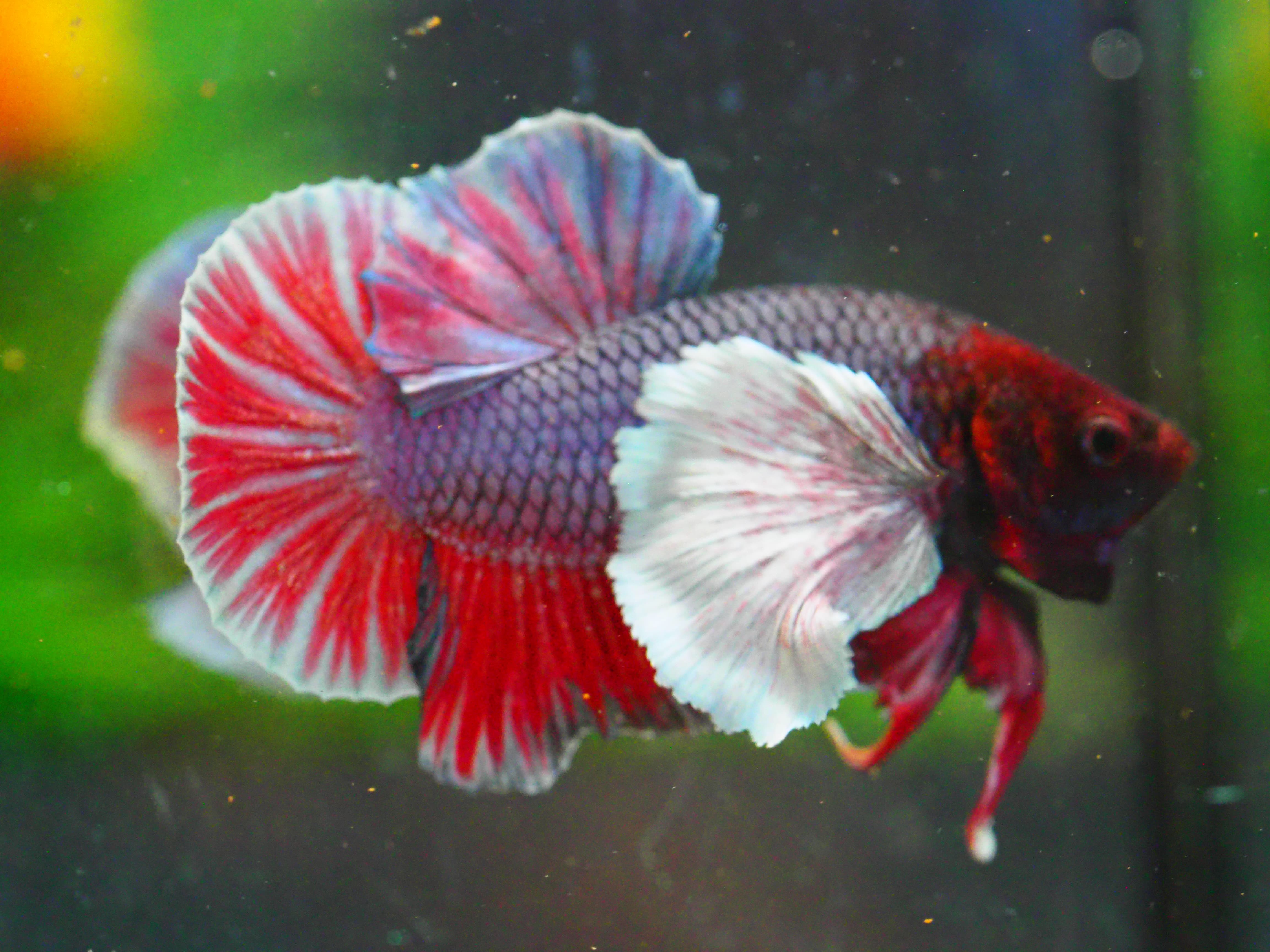 HMPK DUMBO MALE GRADE A +++