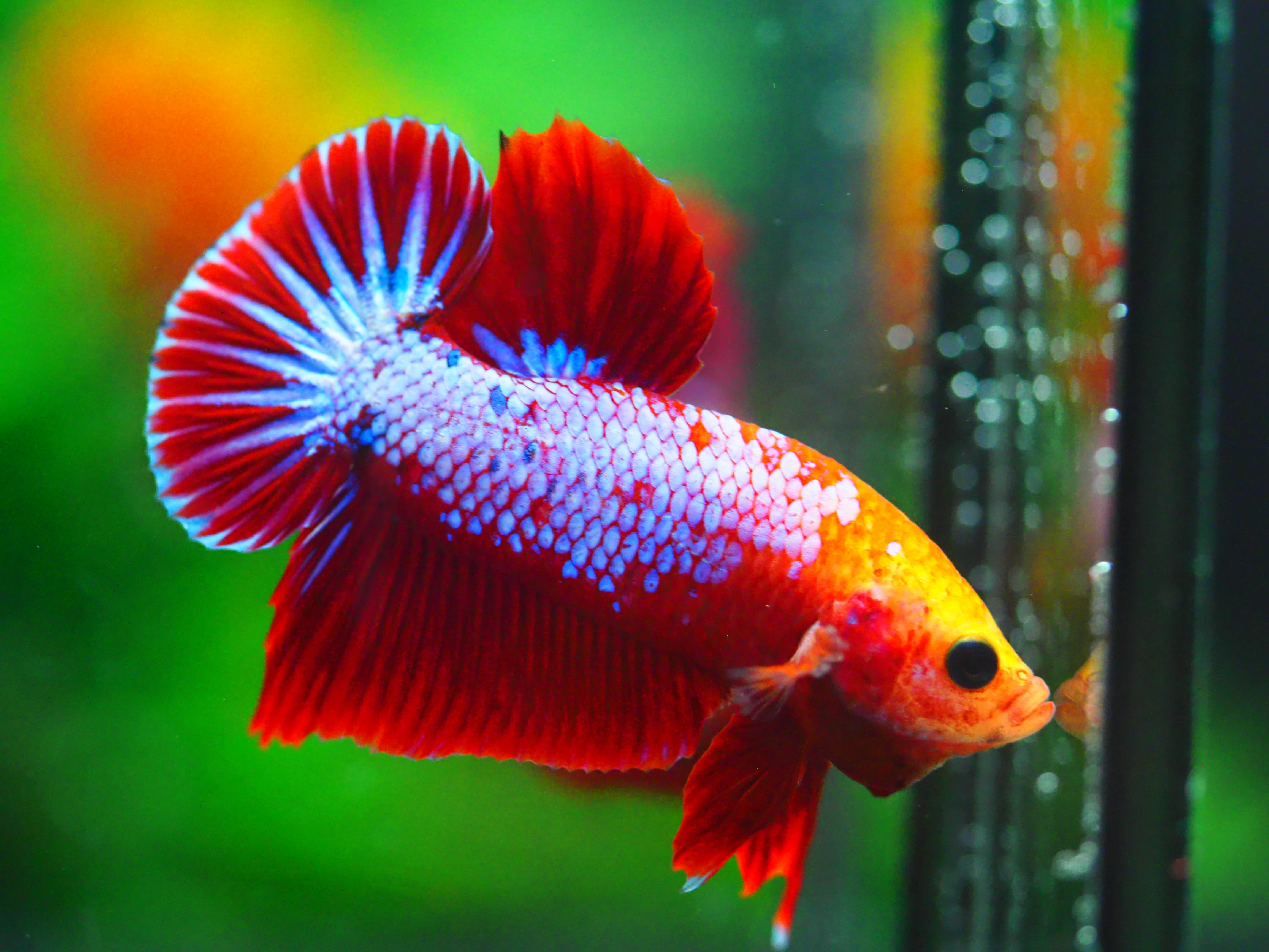 HMPK FANCY MALE GRADE A +++