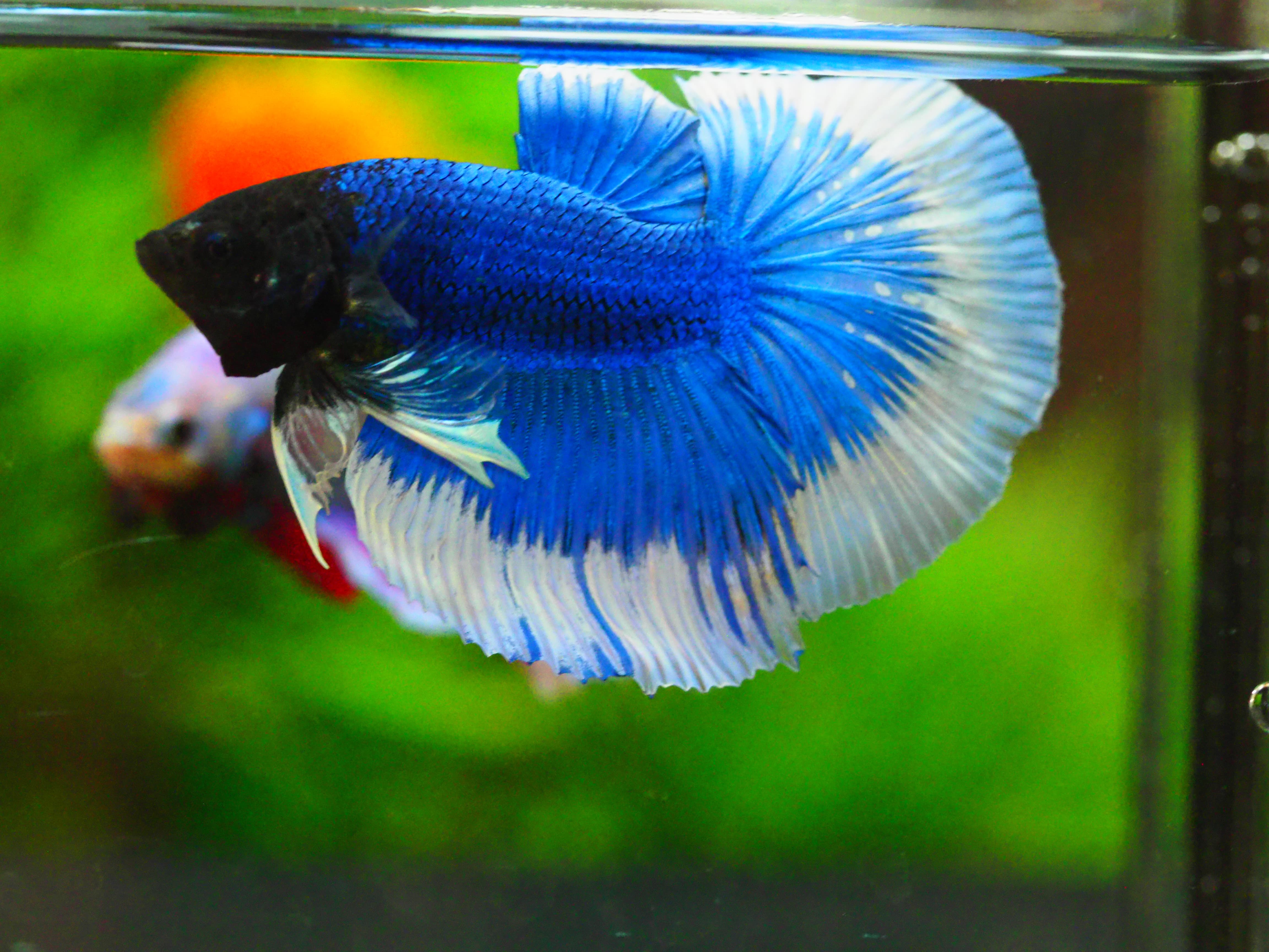 HM FANCY MALE GRADE A +++