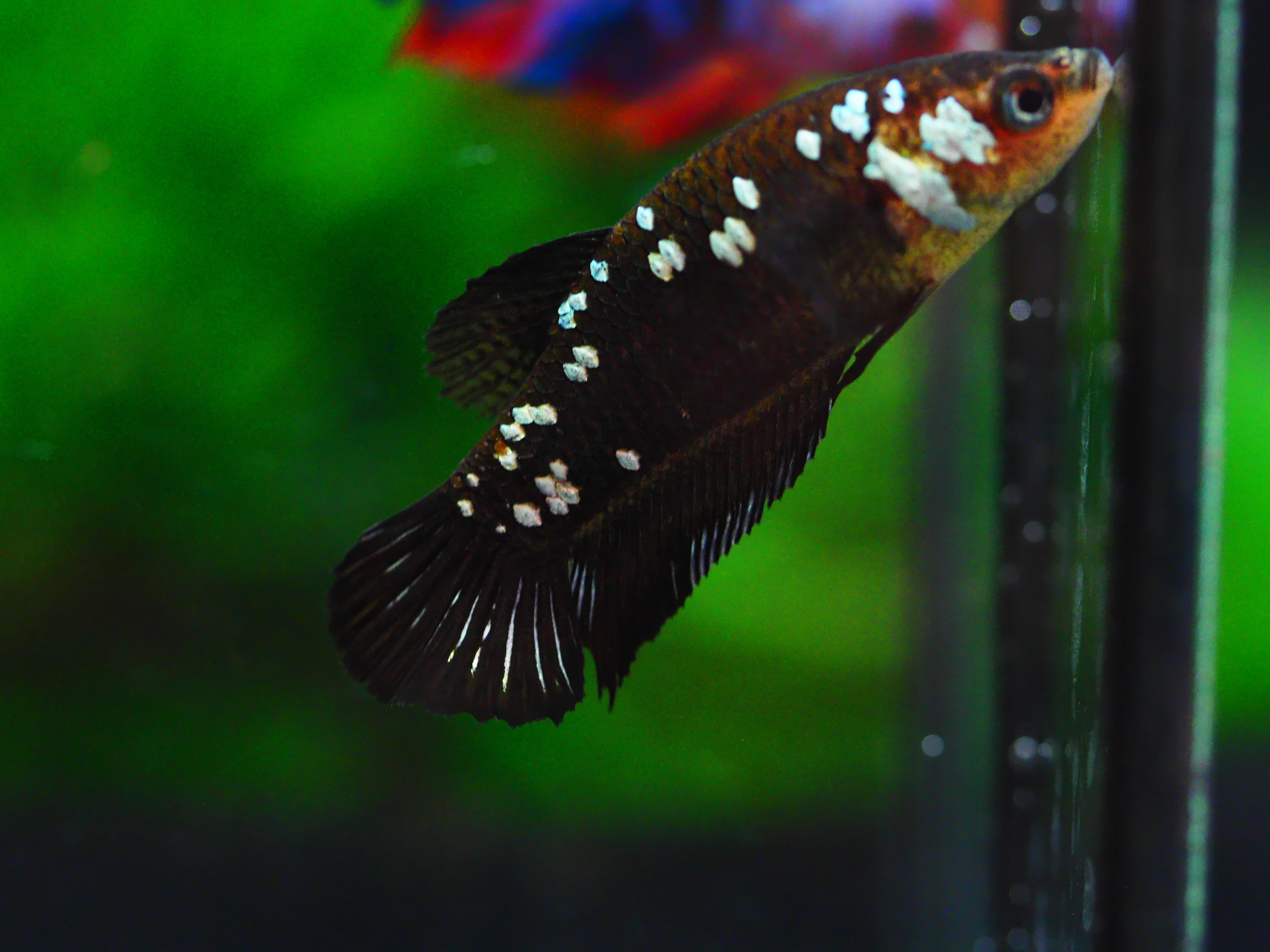 HMPK SRMURIA FEMALE GRADE A +++