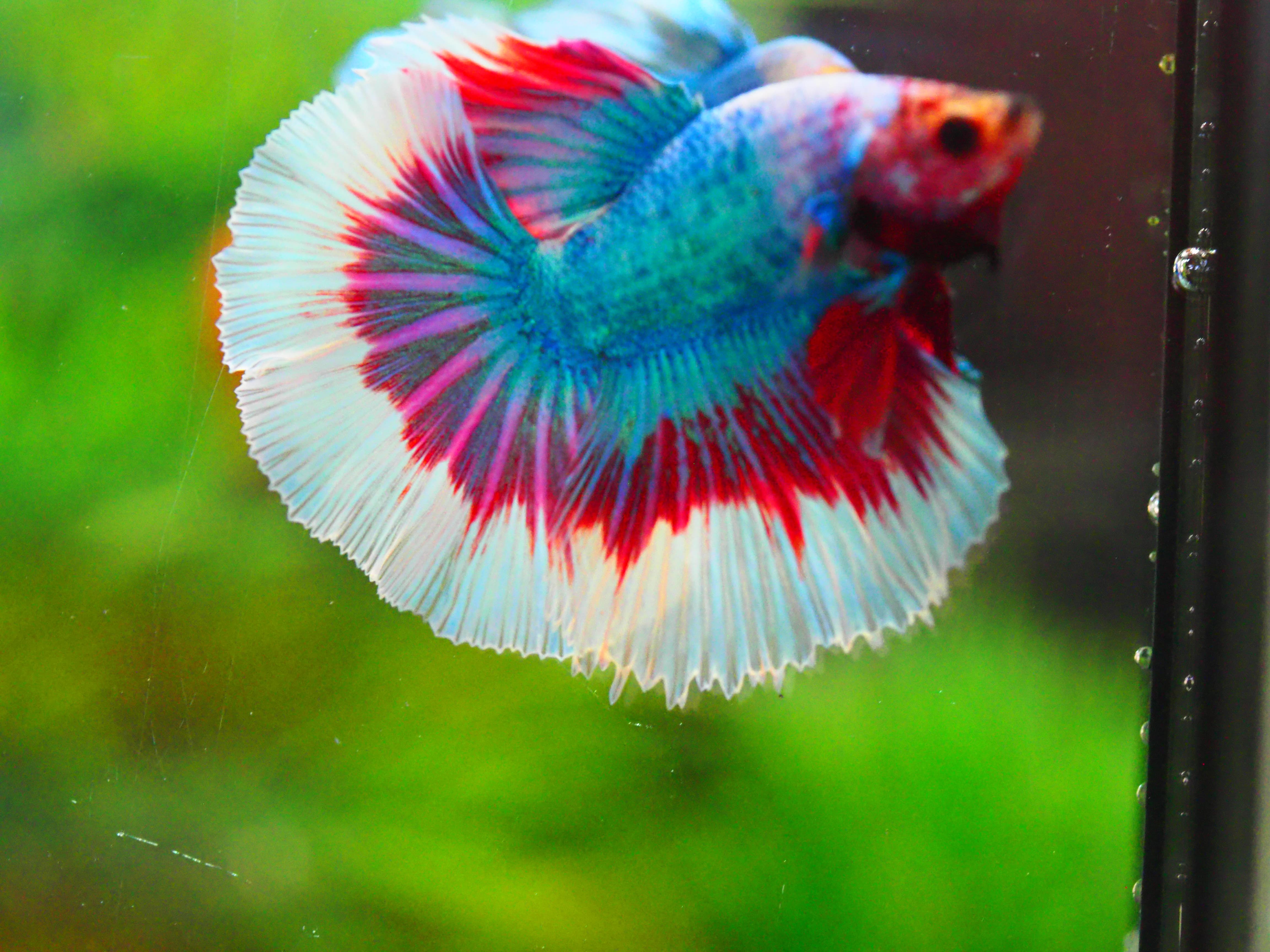 HM FANCY MALE GRADE A +++