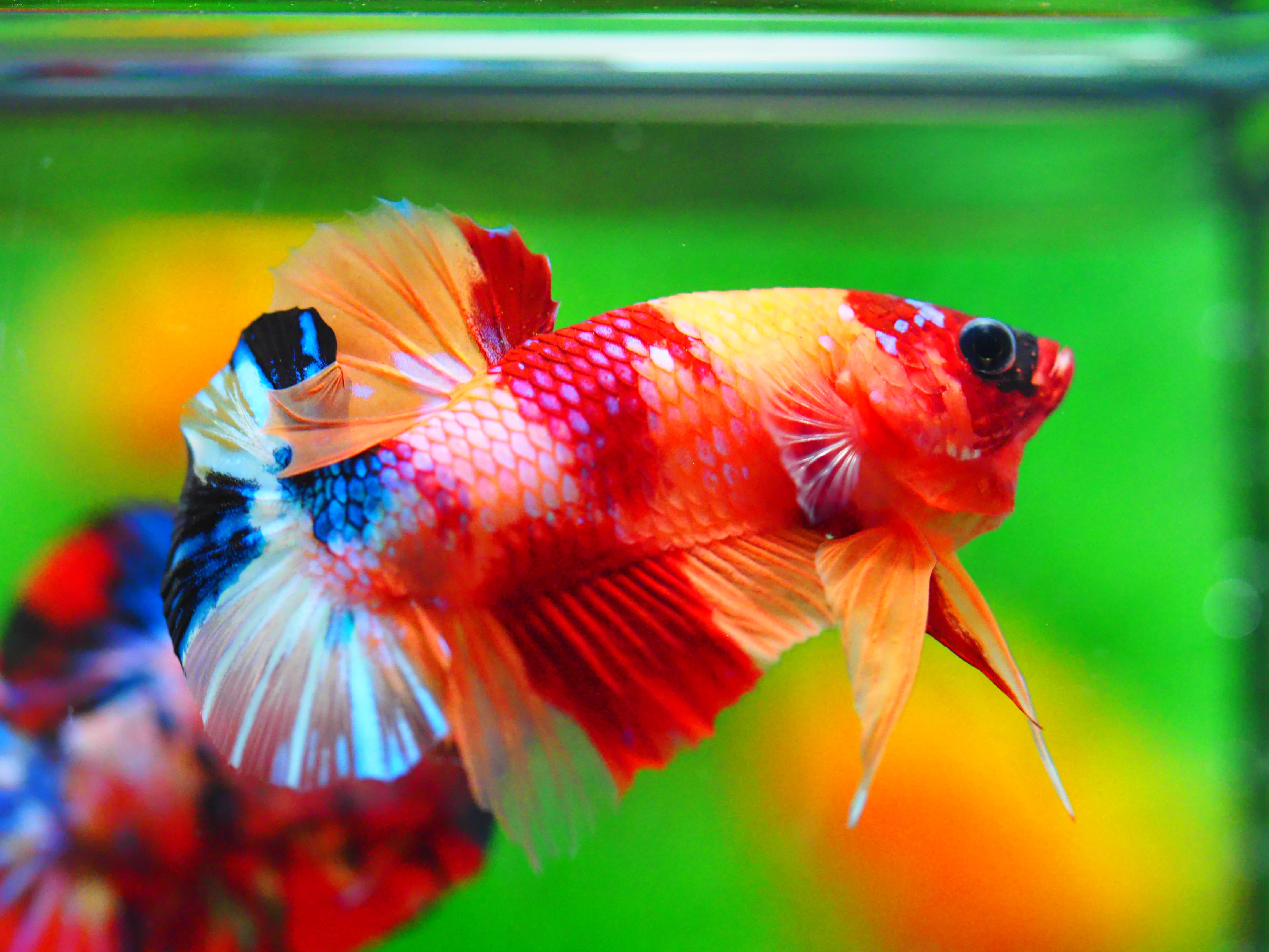 HMPK NEMO GALAXY MALE GRADE A +++