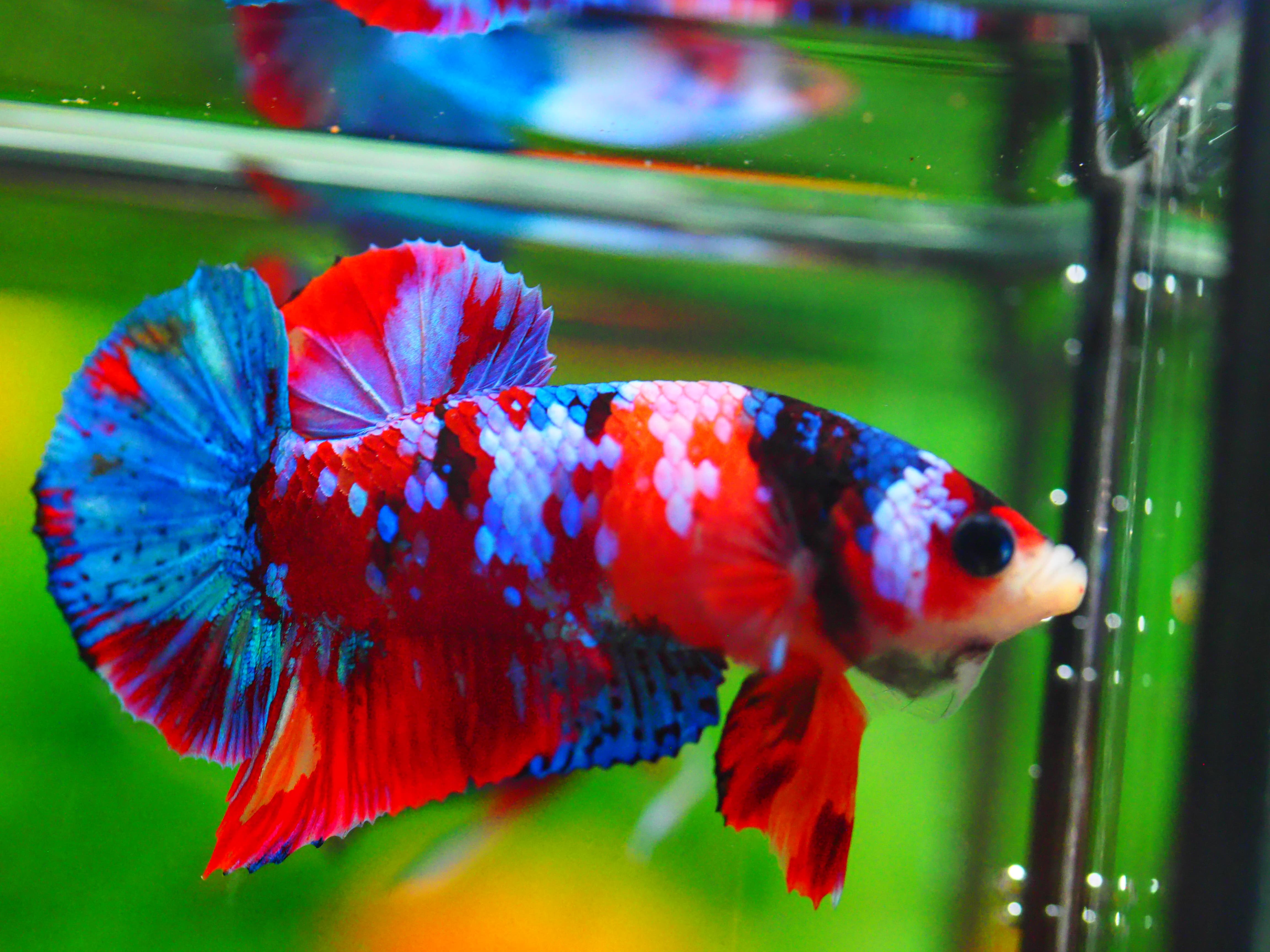 HMPK KOI GALAXY MALE GRADE A +++