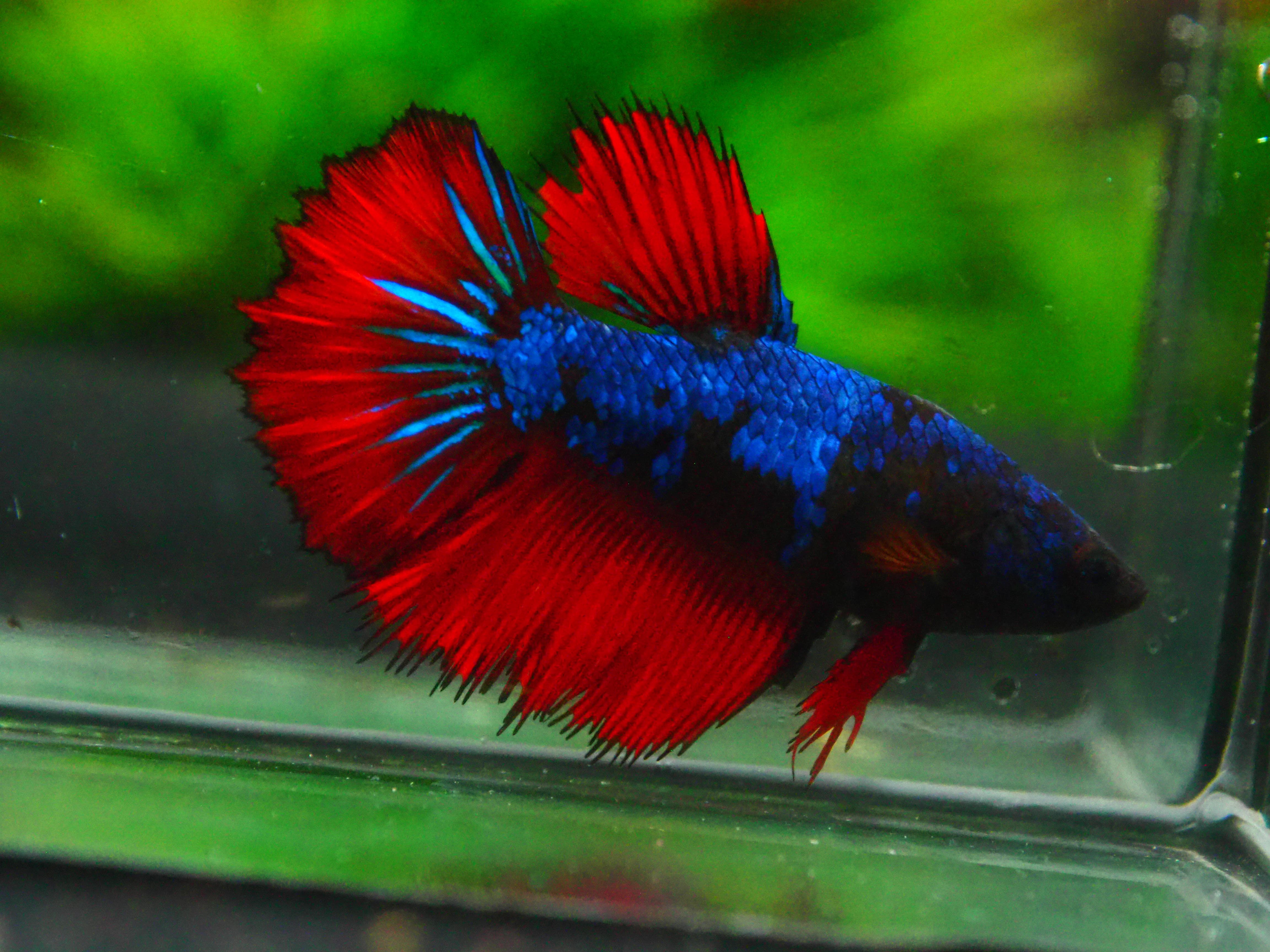 HM FANCY FN MALE GRADE A +++