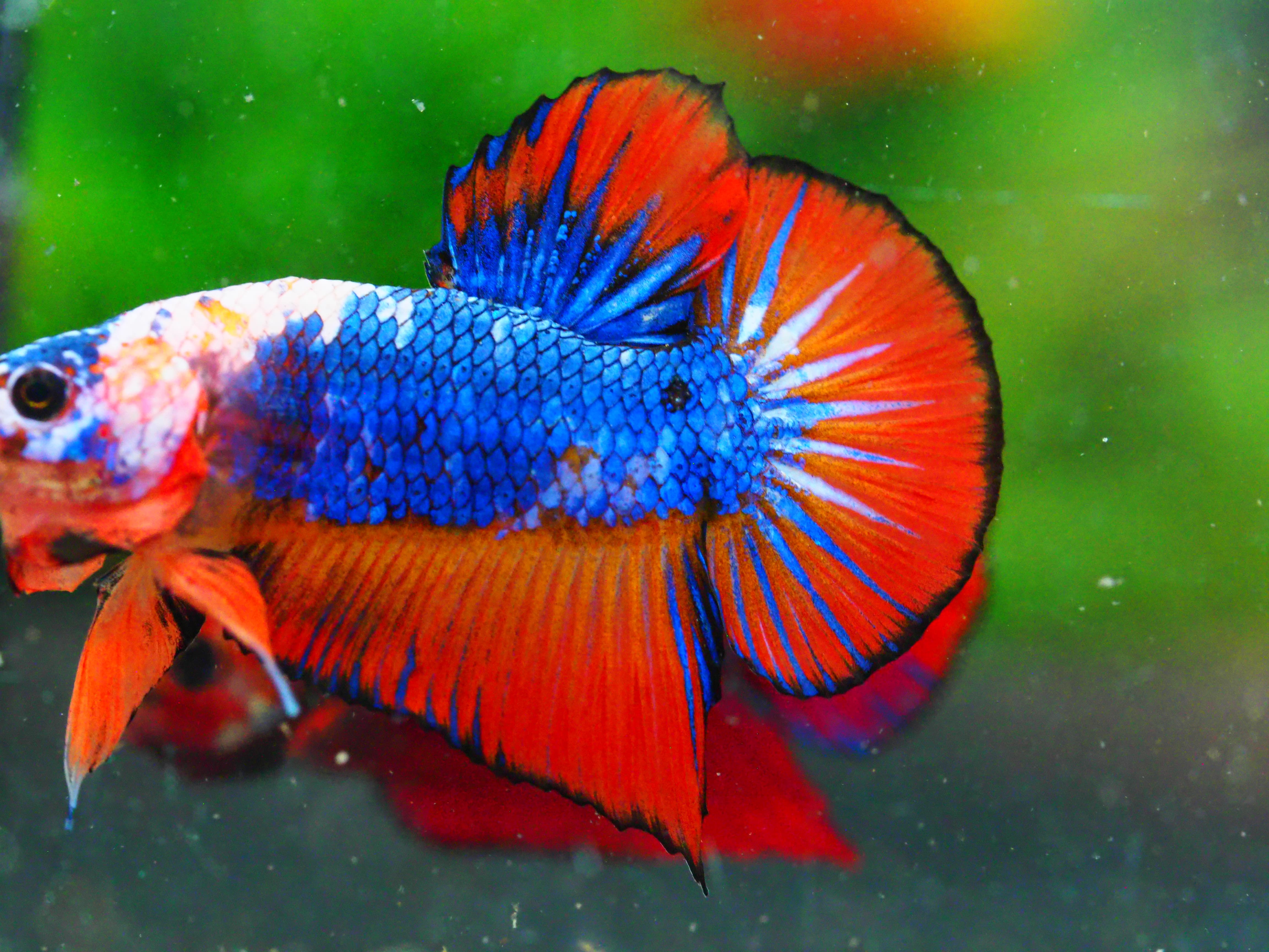 HMPK FANCY MALE GRADE A +++