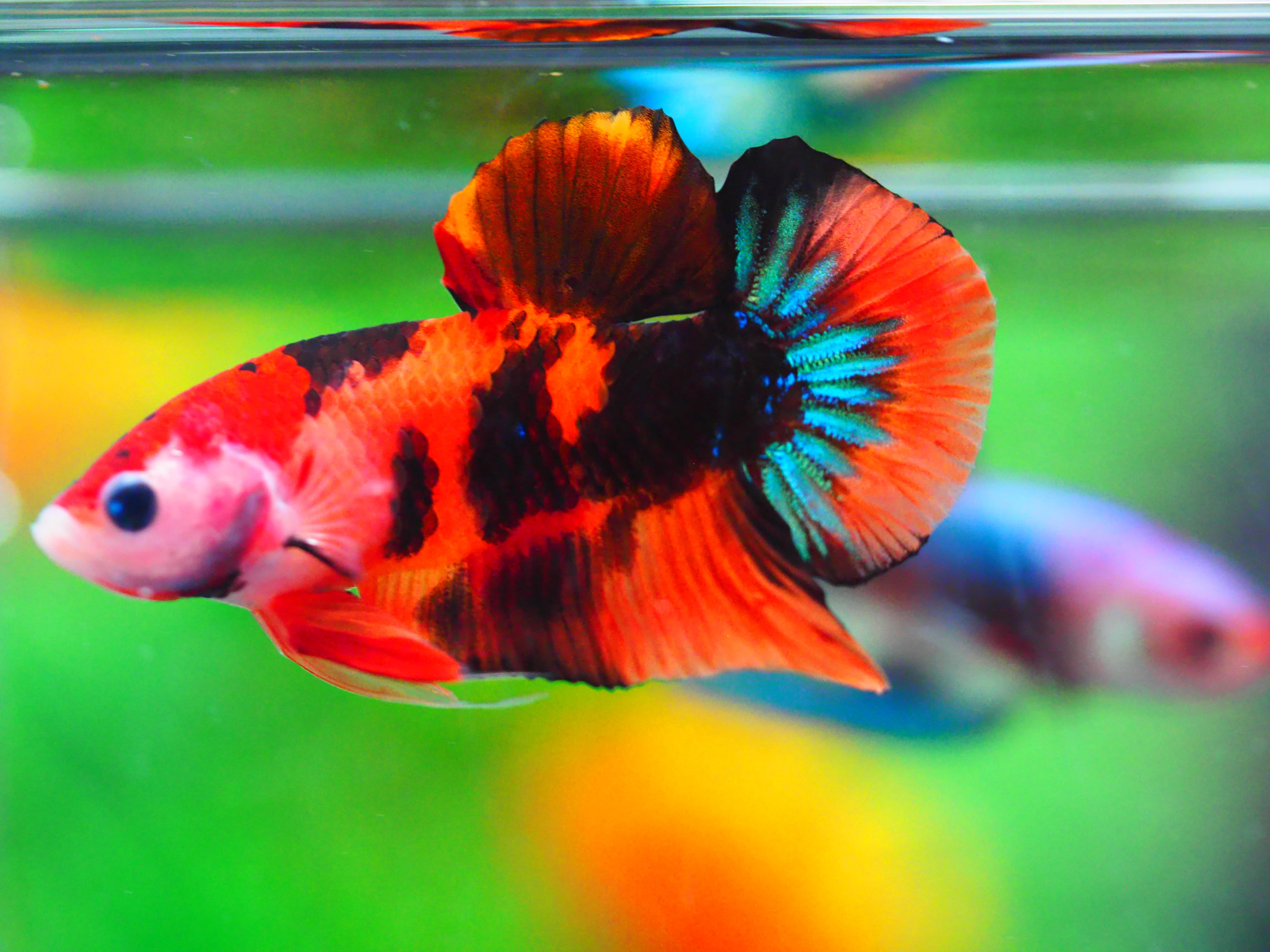 HMPK NEMO GALAXY MALE GRADE A +++