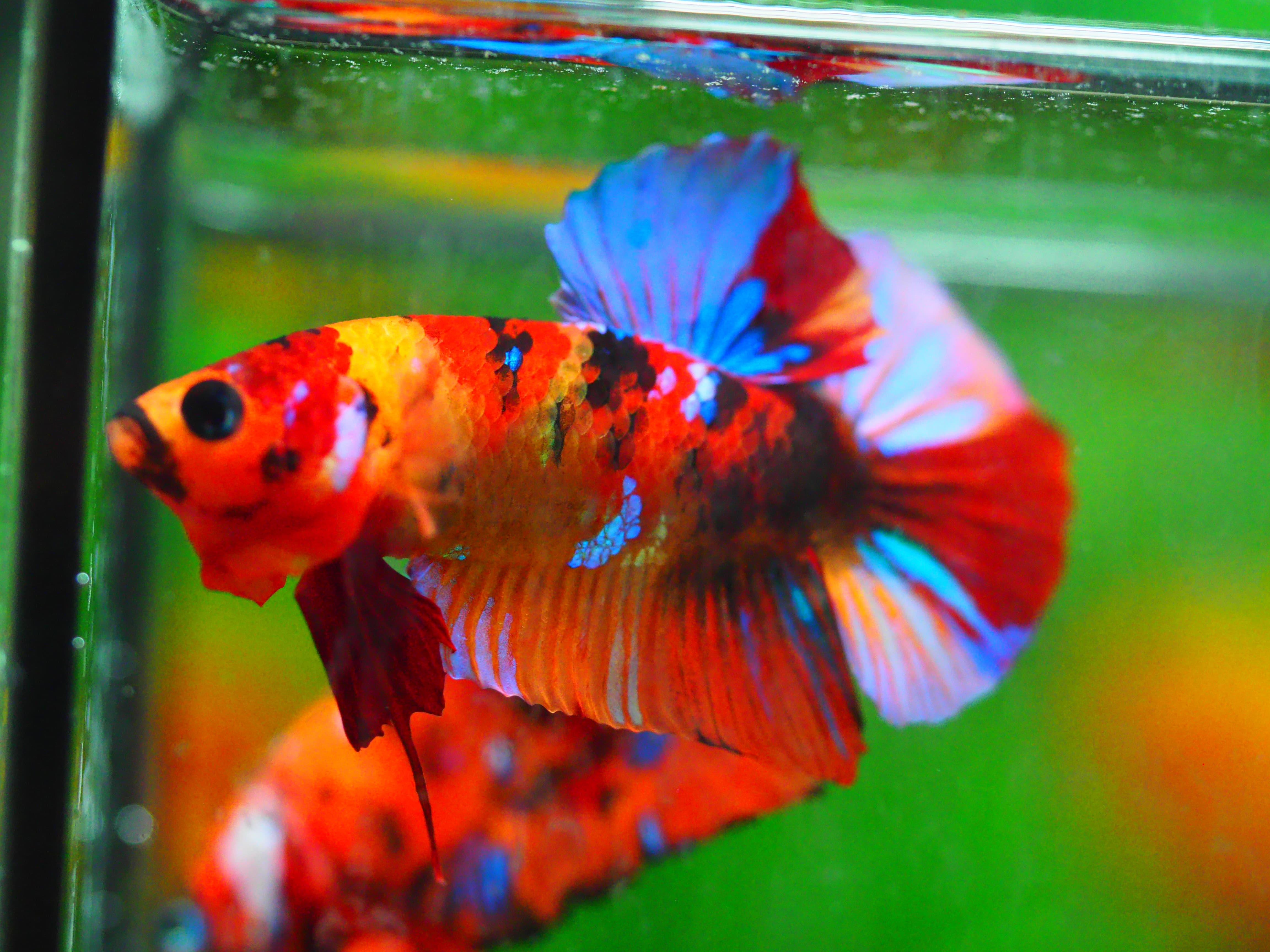 HMPK NEMO GALAXY MALE GRADE A +++