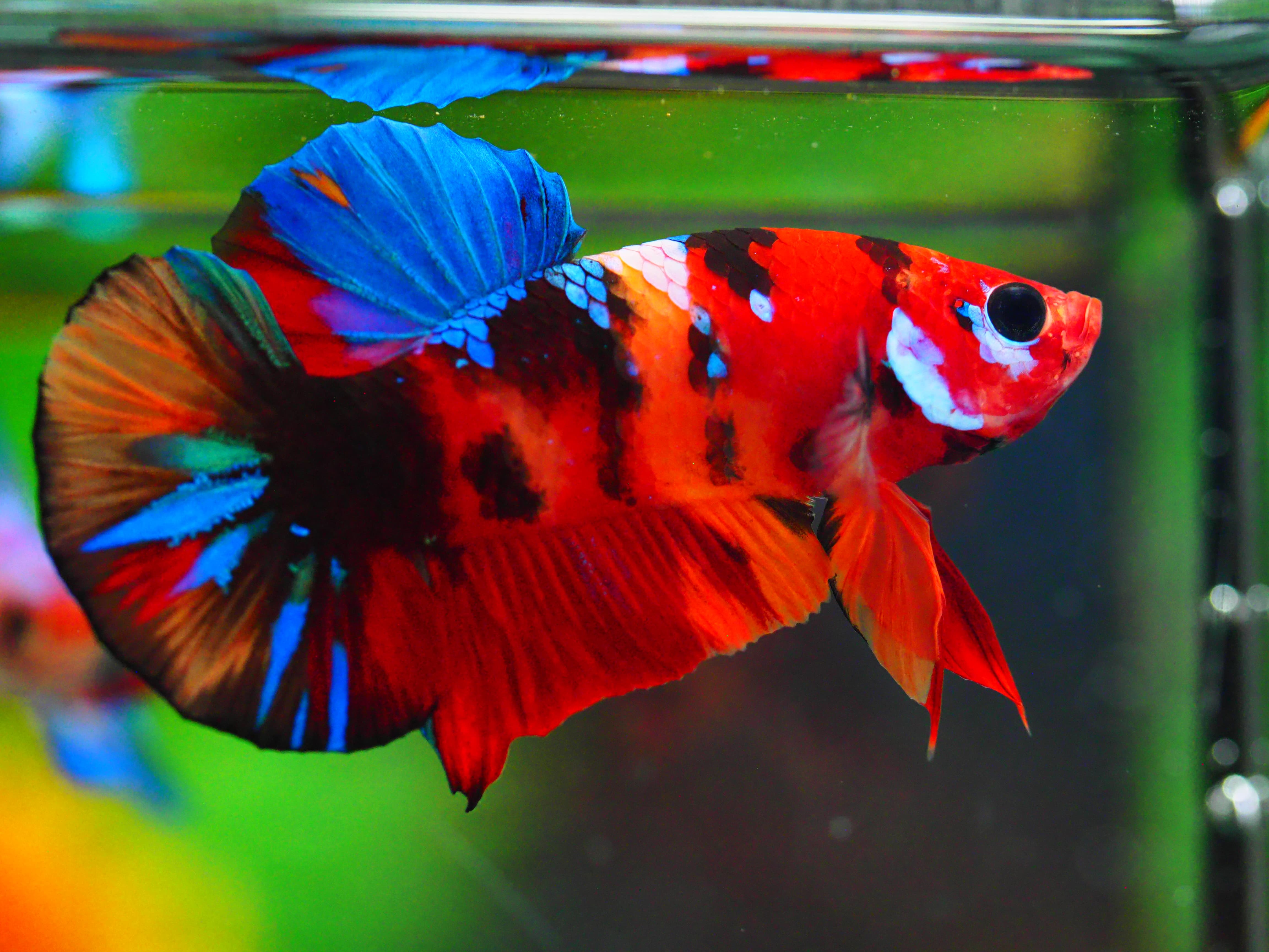 HMPK NEMO GALAXY MALE GRADE A +++