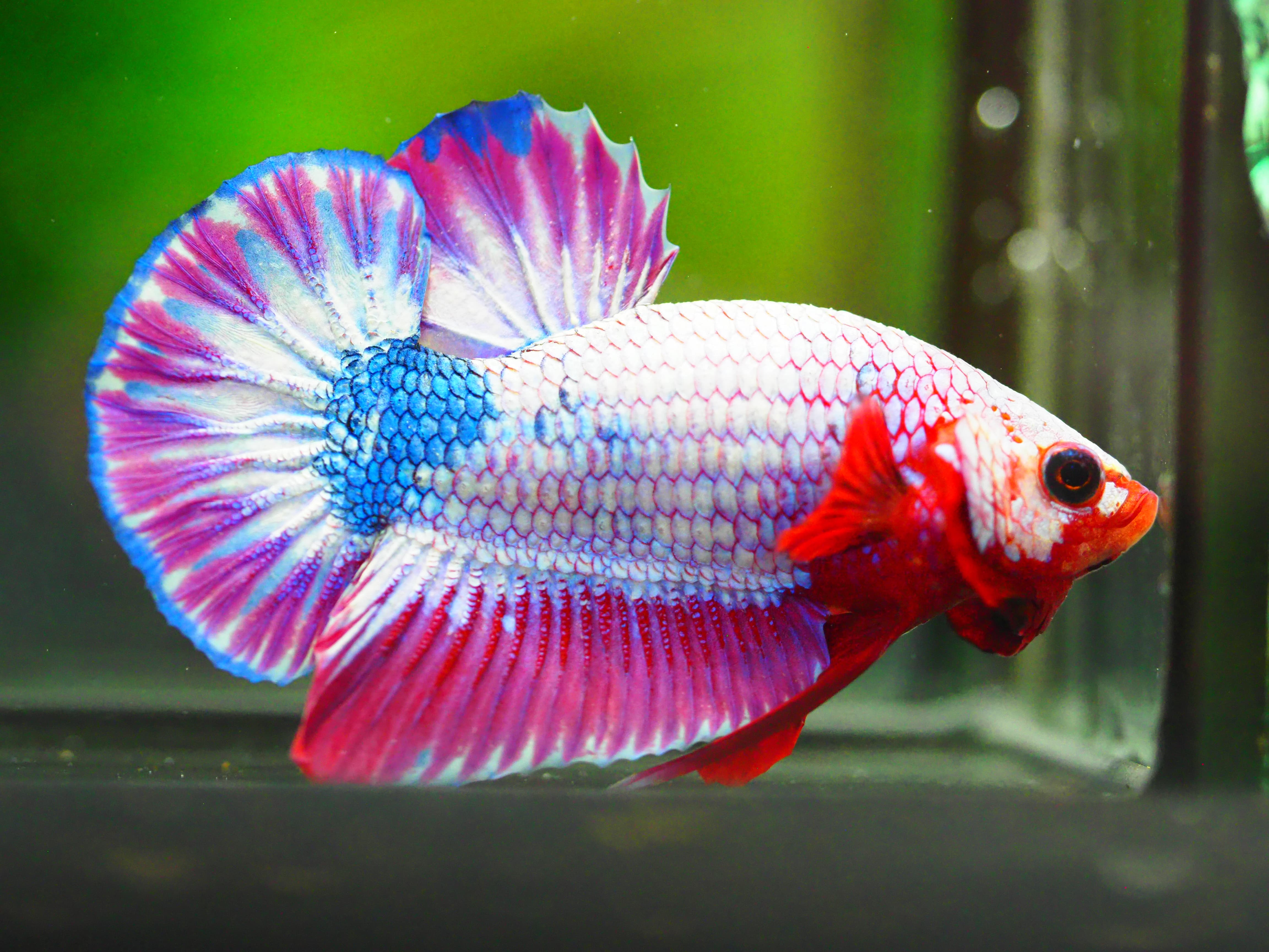 HMPK FANCY MALE GRADE A +++