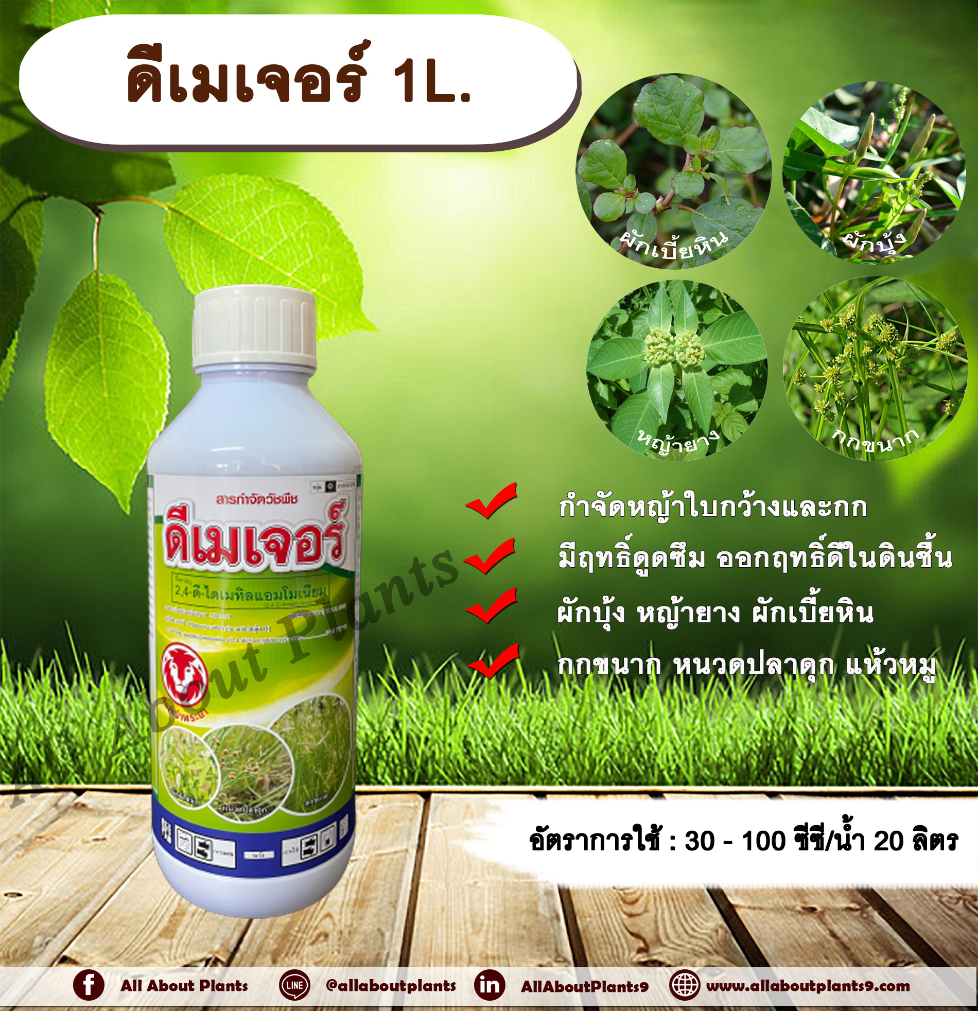 ดีเมเจอร์ 1L. 24ดี ไดเมทิลแอมโมเนียม ทูโฟดี สารกำจัดหญ้า กำจัดวัชพืช แบบดูดซึม ใบกว้าง และกก กำจัดหญ้ายาง ผักบุ้ง ผักโขม ผักเบี้ยหิน เครือ สะอึก กกขนาก แห้วหมู หนวดปลาดุก allaboutplants ชิ้น