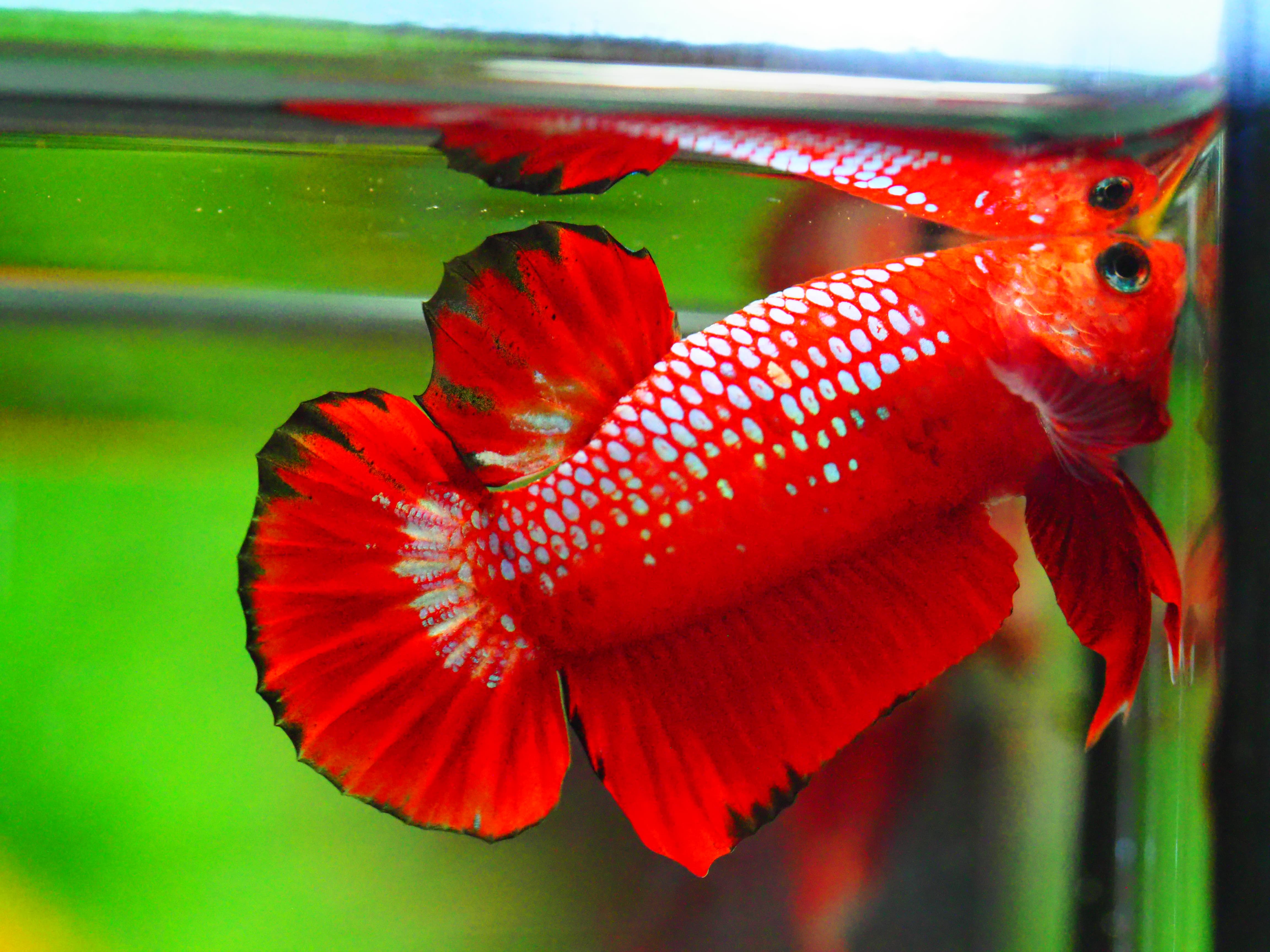 HMPK HELLBOY MALE GRADE A +++