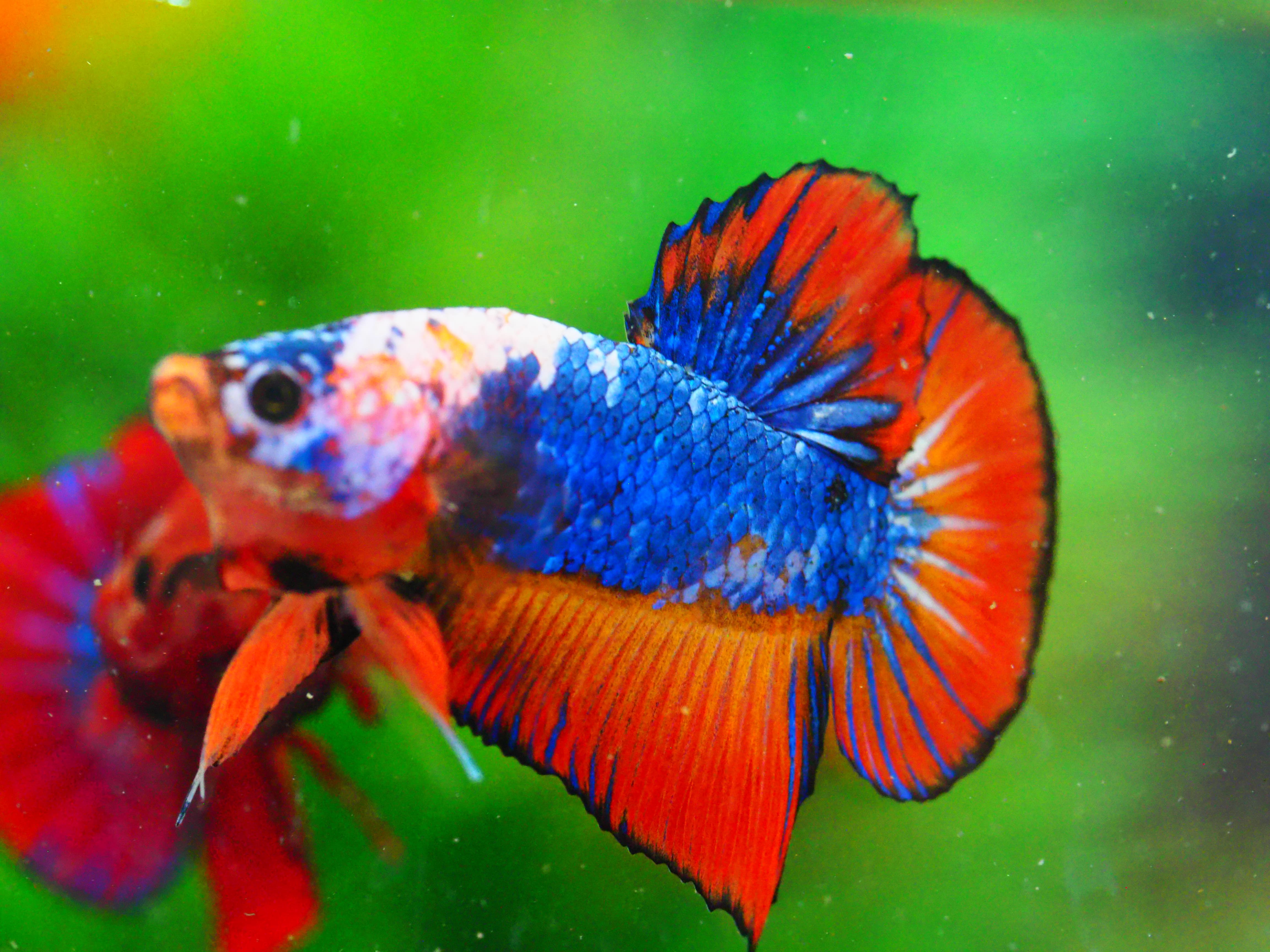 HMPK FANCY MALE GRADE A +++