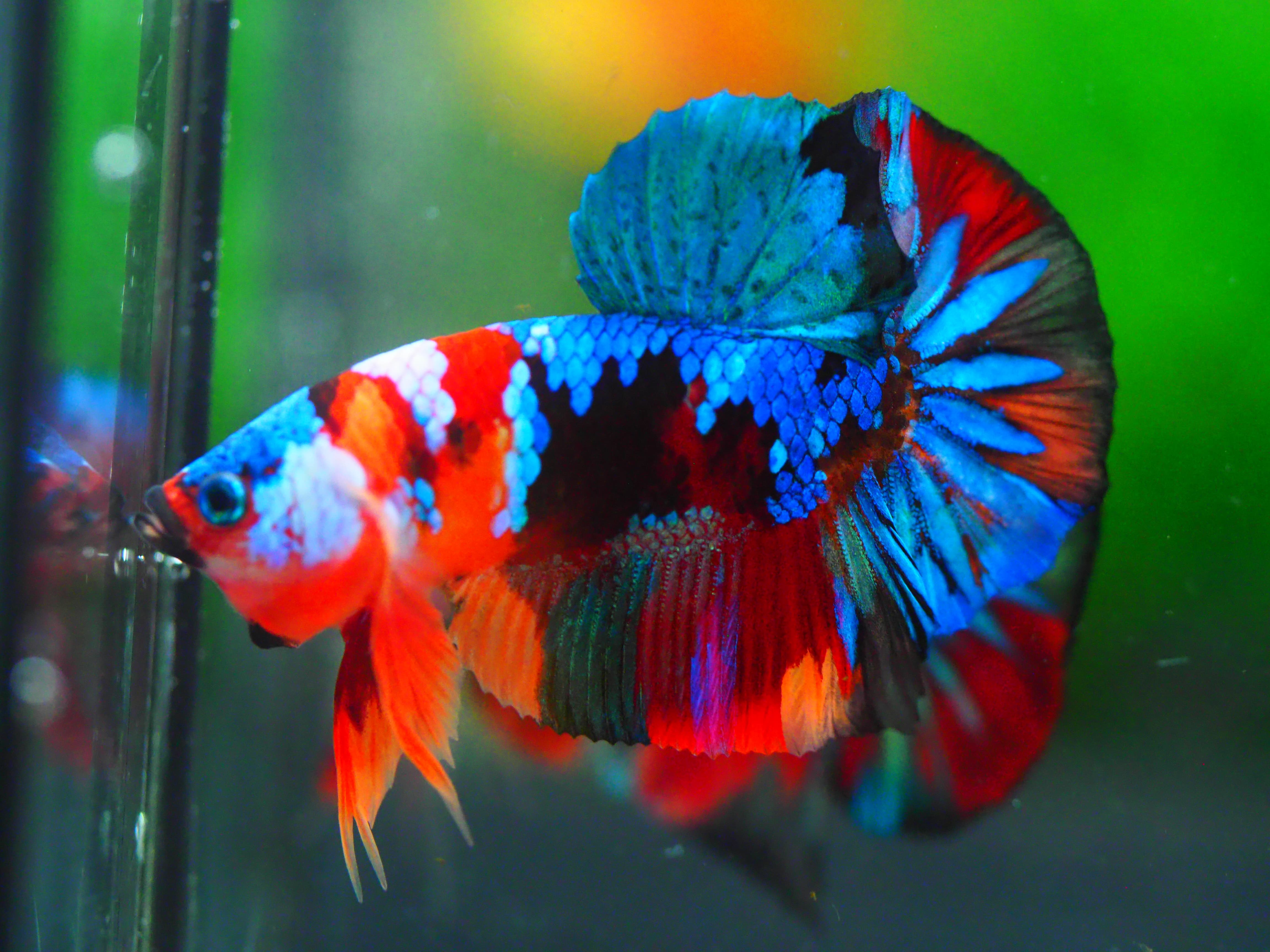 HMPK KOI GALAXY MALE GRADE A +++