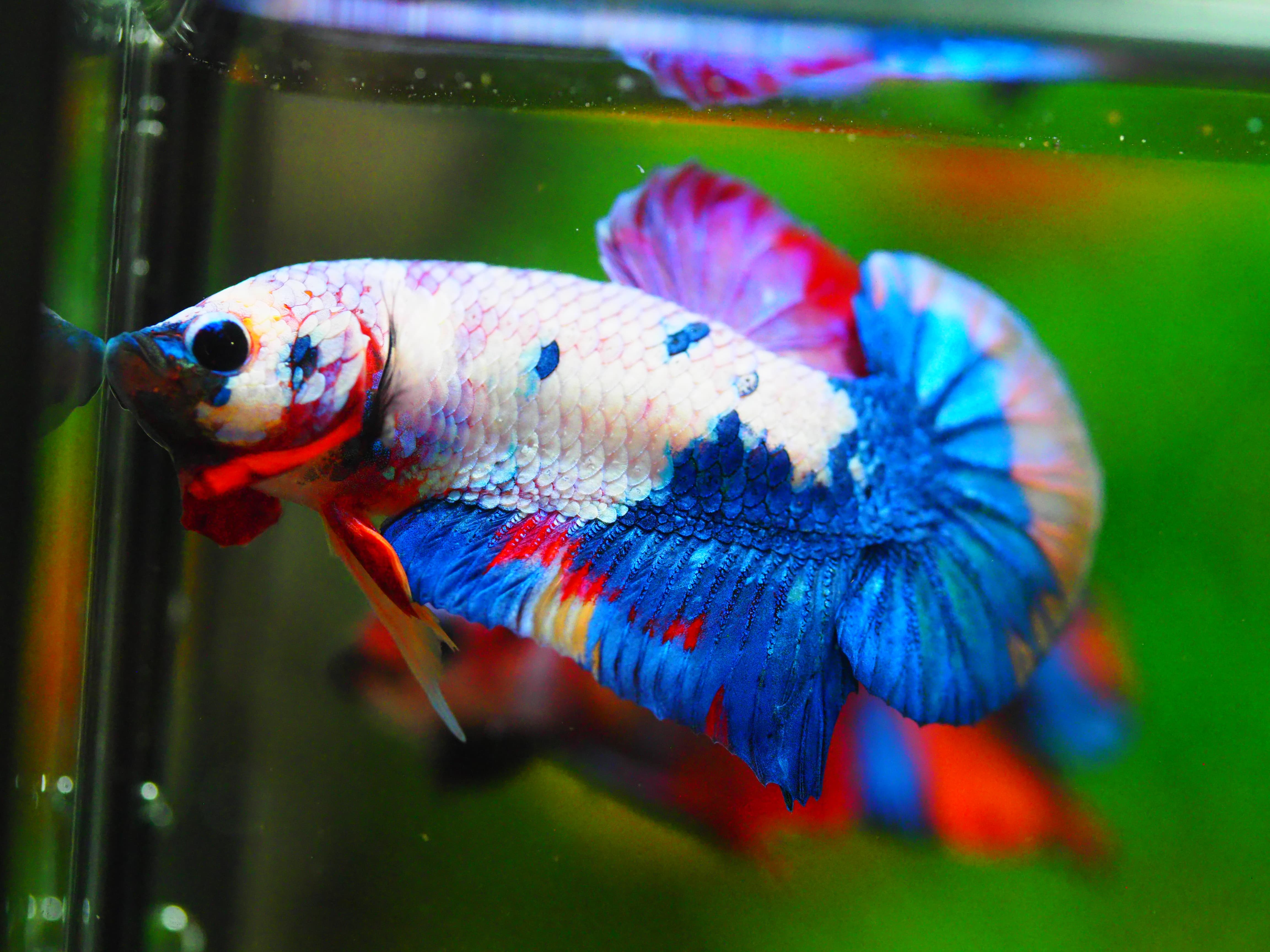 HMPK KOI FANCY MALE GRADE A +++