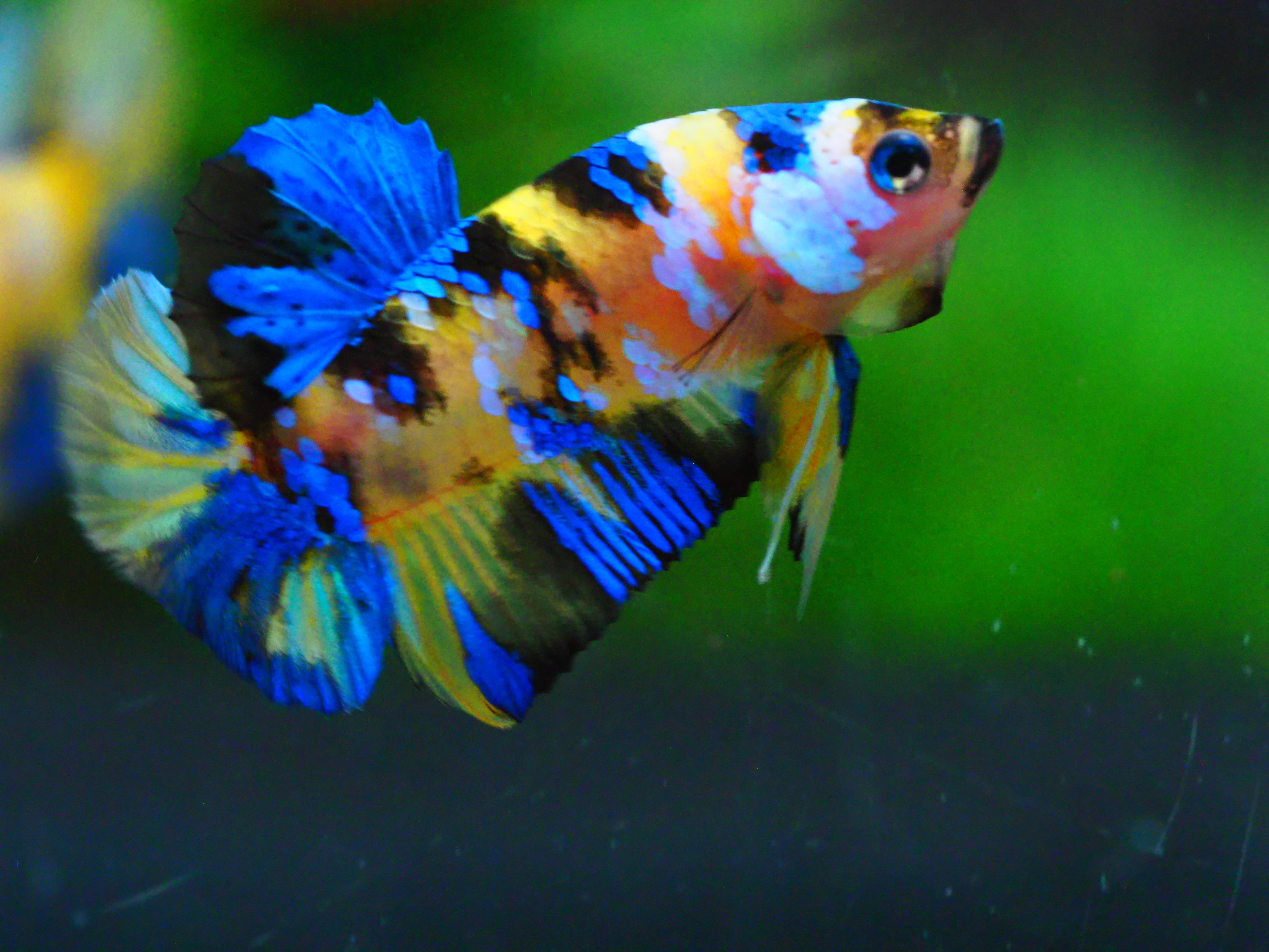 HMPK KOI YELLOW MALE GRADE A +++